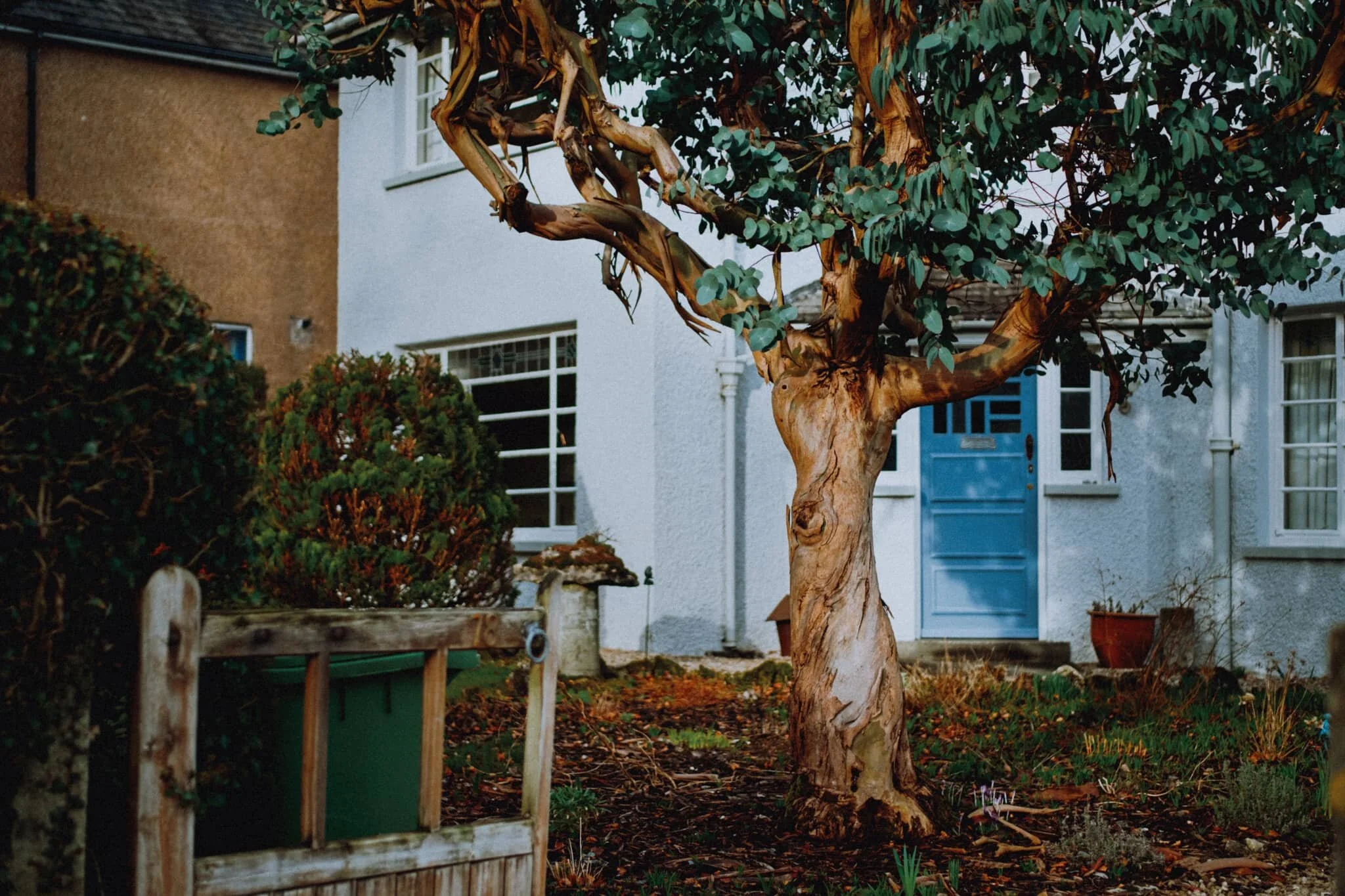 We had to stop and take photos of this wonderful tree proudly displayed in someone’s front garden. No idea what type it is, looks like some sort of eucalyptus. Any ideas?