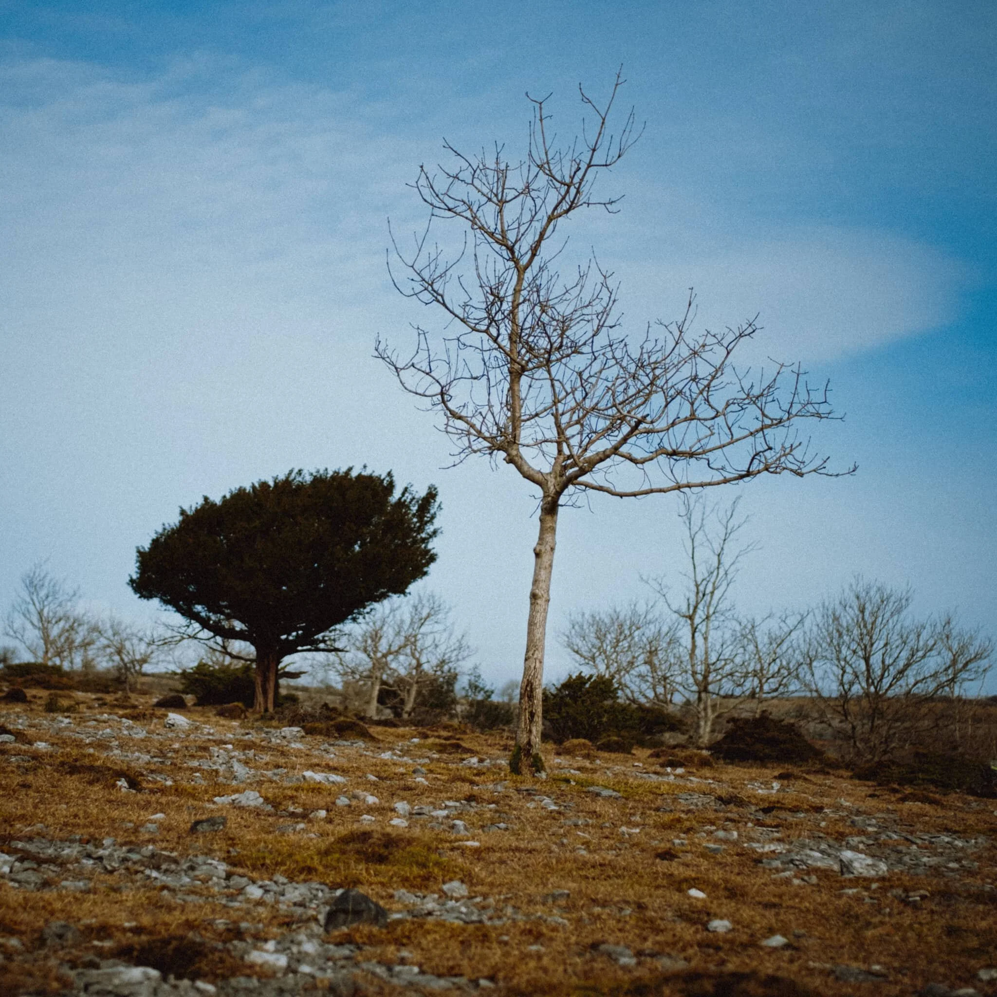 Beyond Helsington Laithes we crossed the fields near Warriner’s Woods and made our way through Helsington Barrows towards the cliffs of Scout Scar.