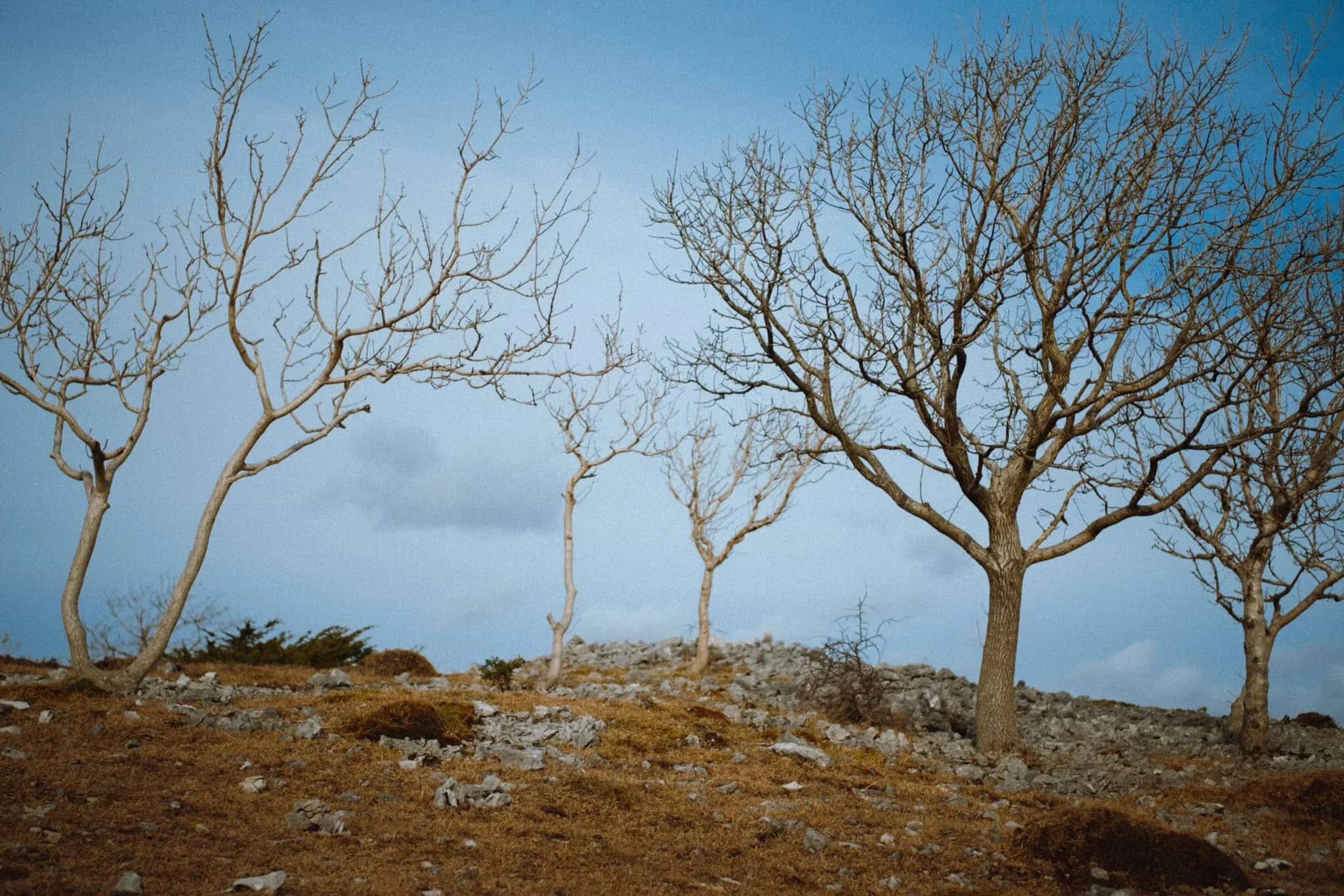 A challenge I enjoy doing on Scout Scar is finding interesting compositions involving the fell’s naked ash trees.