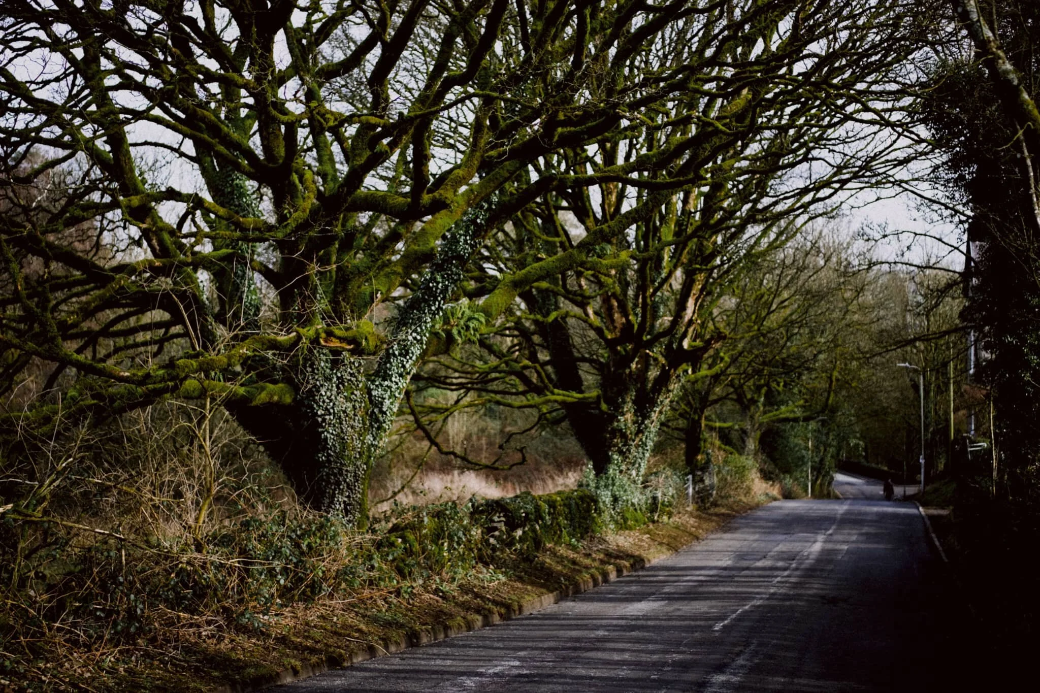 Heading back down Brigsteer Road there’s a line of trees I love taking photos of, totally covered in moss and vines.