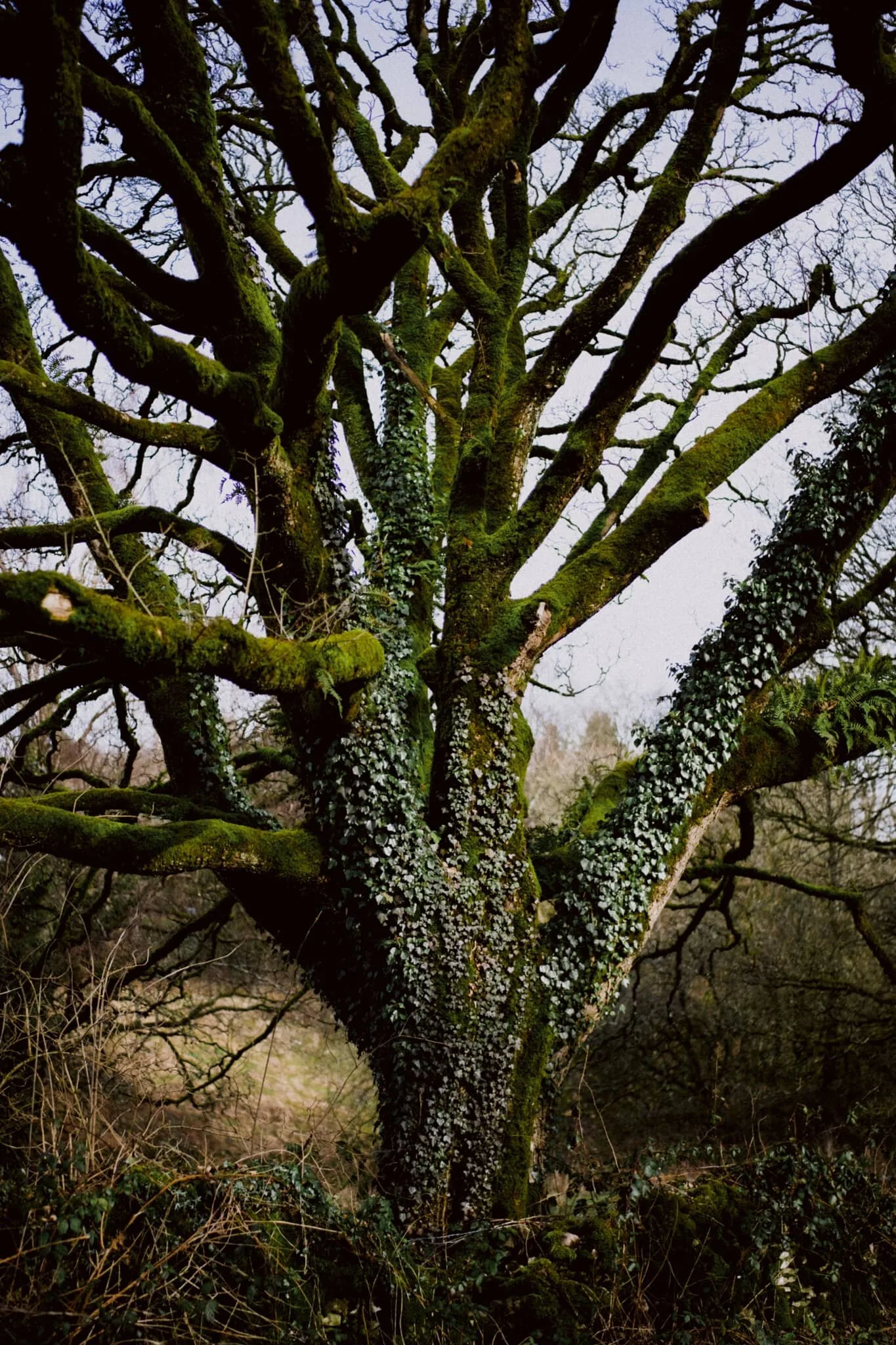 See? Gorgeous trees.