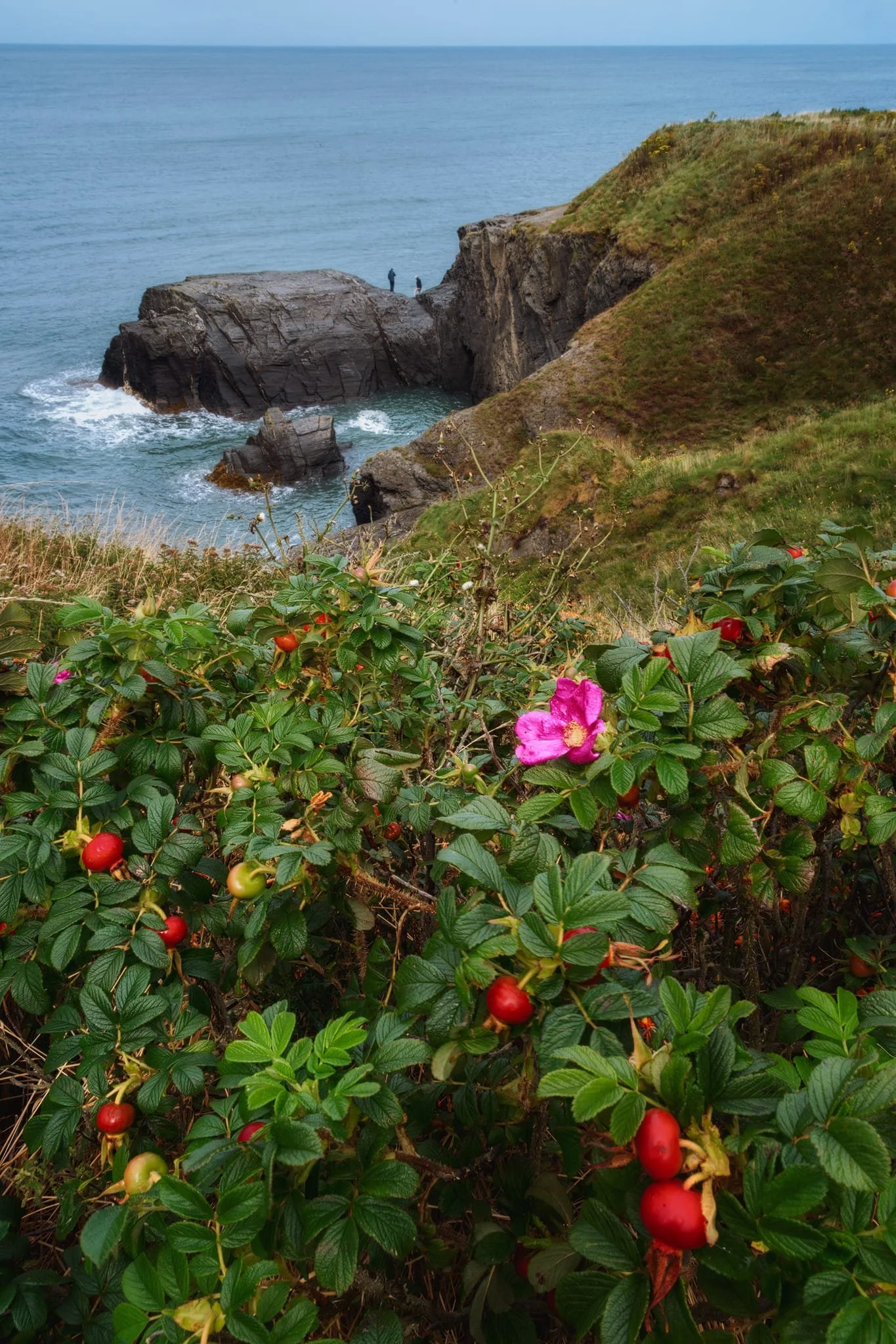  Further along the trail a rosehip bush catches my attention, along with some fishermen who&rsquo;d managed to clamber down the cliffs onto the crag. I lined up this composition featuring the two subjects. 