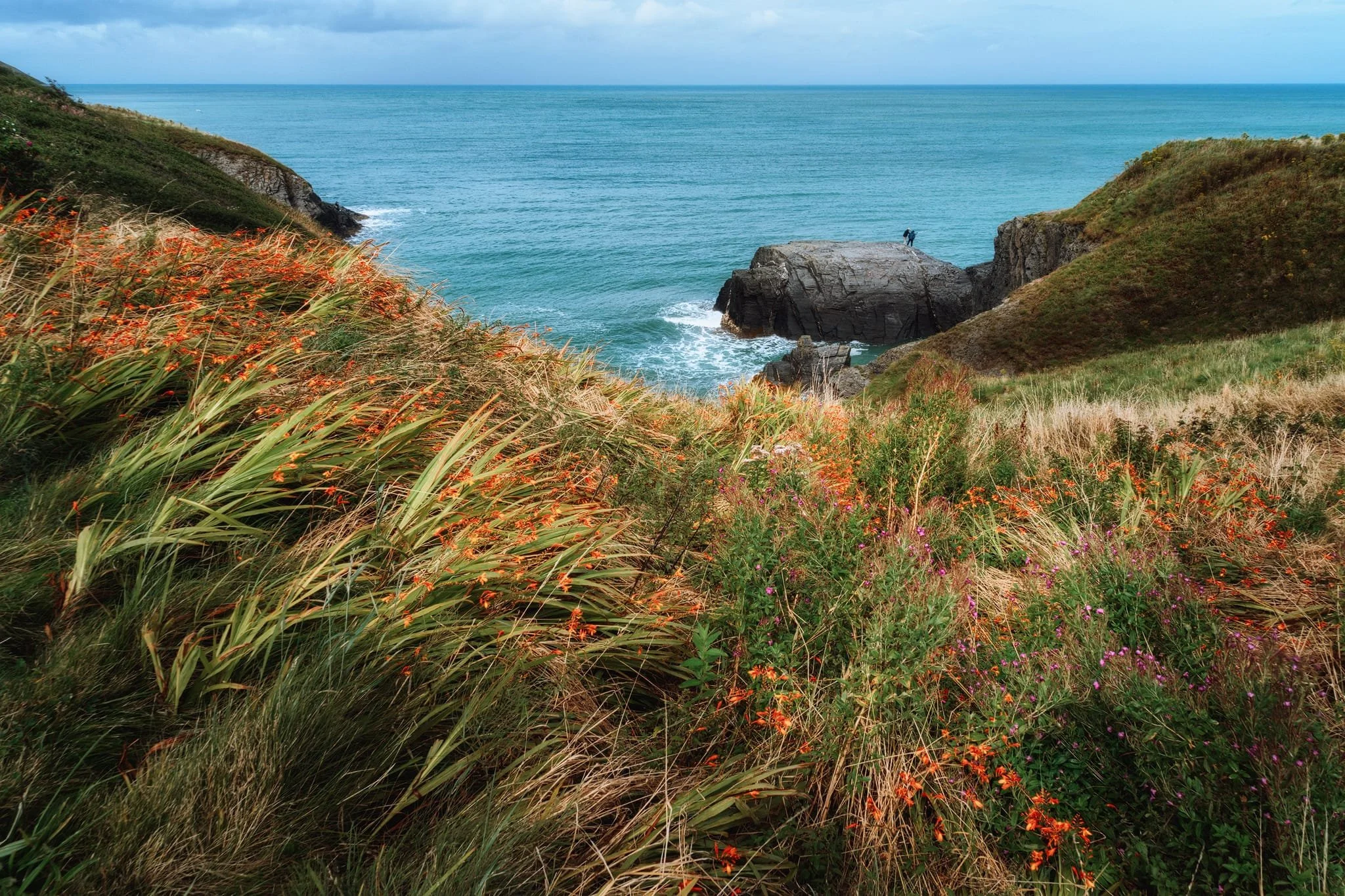  The cliffs were lush with colourful flowers, especially of the vibrant vermilion Coppertips, or  Crocosmia × crocosmiiflora , (also sometimes called 