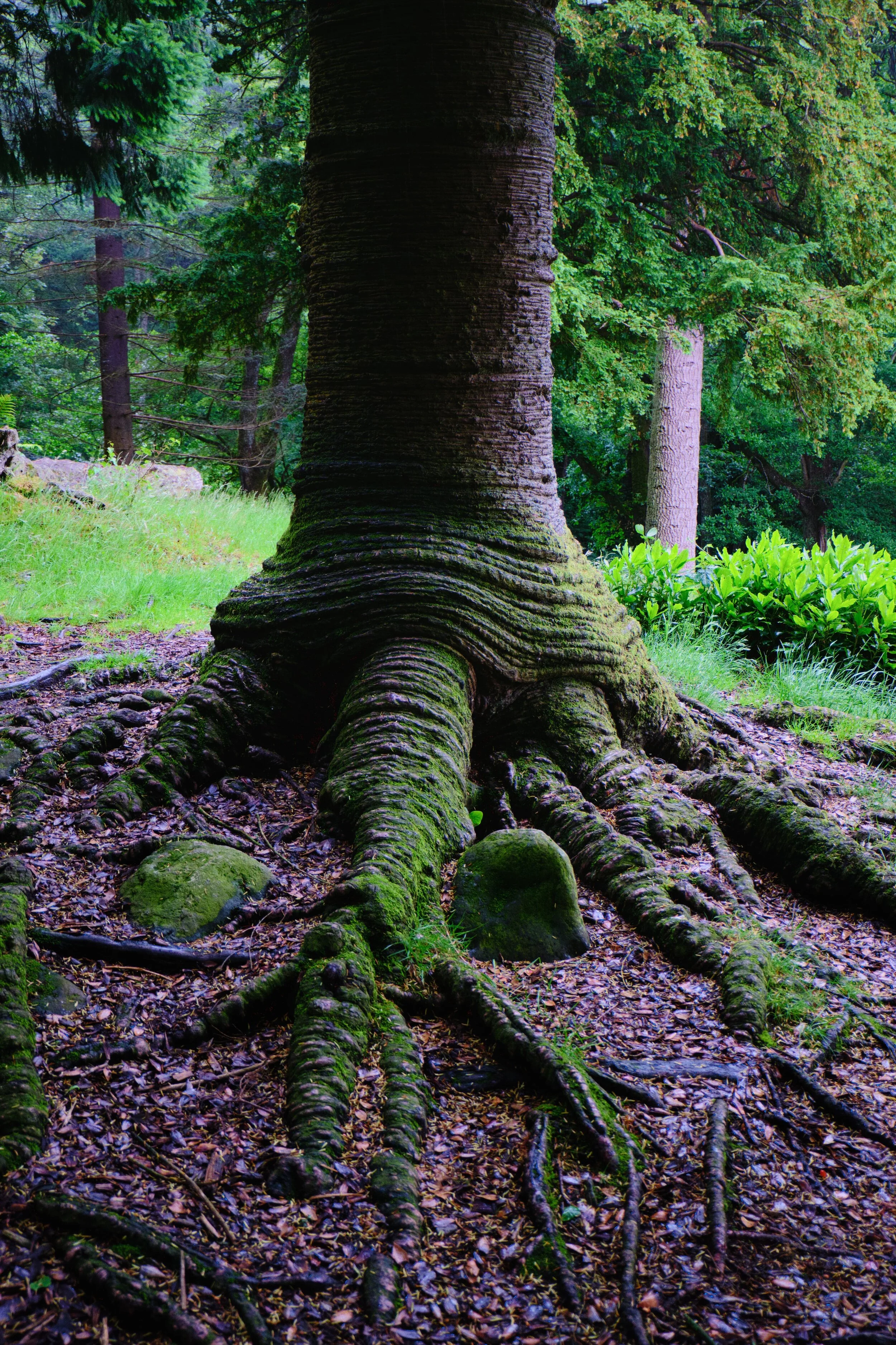 The trunk of a Monkey Puzzle tree ( Araucaria araucana ), looking like wrinkly “skin” that’s sagging with age.