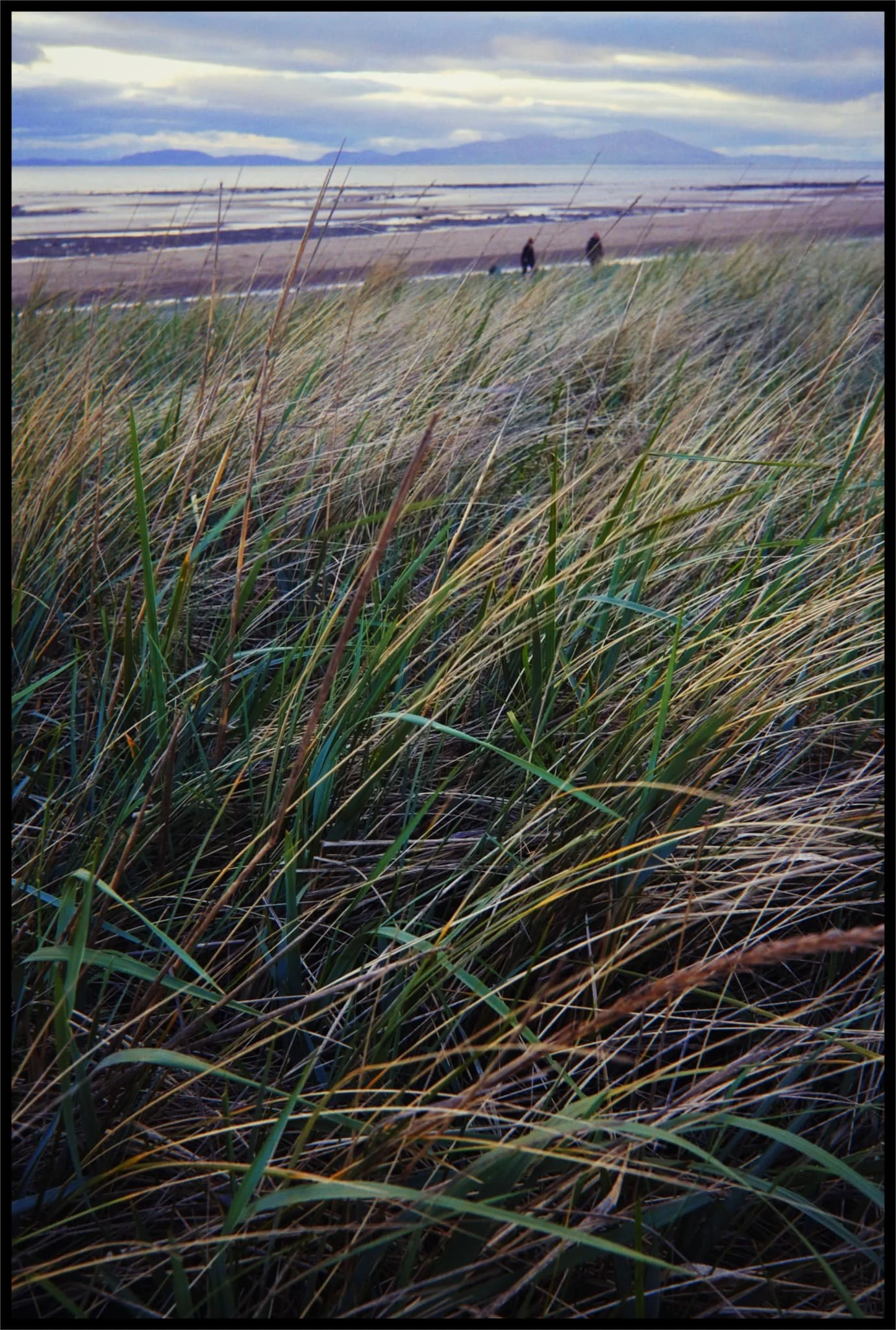  As the sun started to disappear behind the clouds, we navigated away from the sands and back to the village. The coastline near the village is bordered by these reeds, which I needed to make a composition of. 