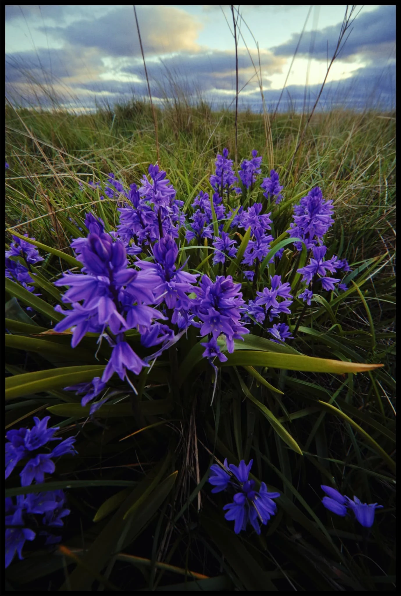  The reeds were also home to some beautiful flowers that we didn&rsquo;t expect to see. 