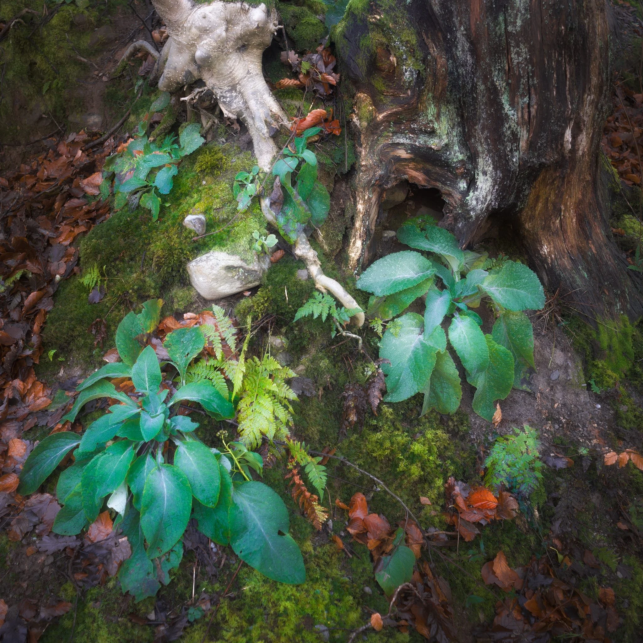 After stopping for delicious hot brews at Force Cafe , we followed the trail back down to the town. By the side of the road, this still life-esque scene revealed itself to me, and so quickly I quickly nabbed a composition.