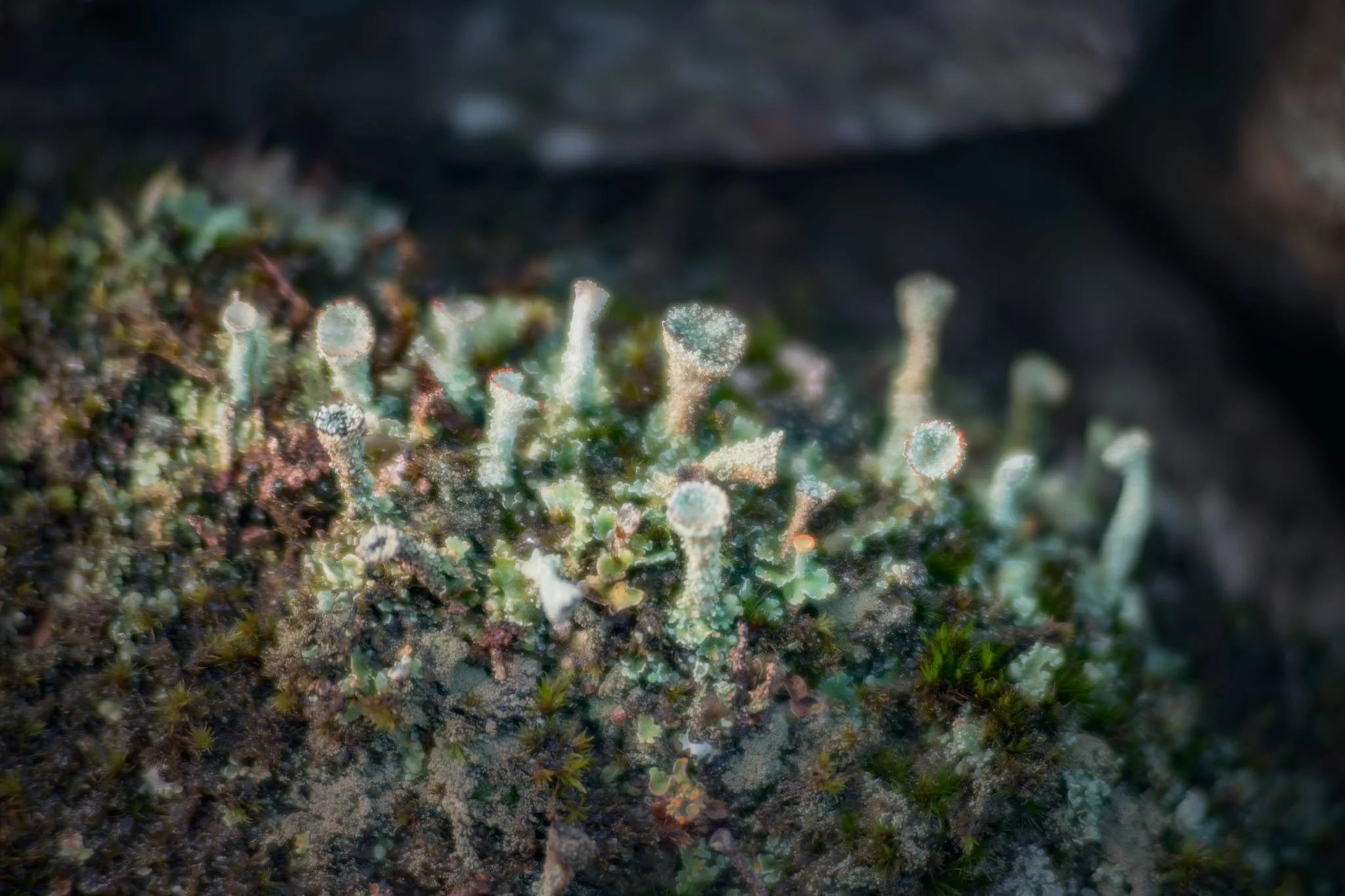 My 70–210mm also has a macro mode, which I used to try and capture these beautiful and tiny Cladonia pyxidata lichen.