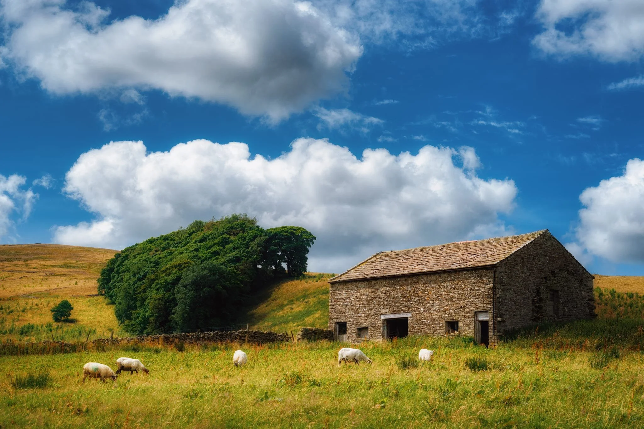 A true Yorkshire composition: Sheep, barns, copses, and drystone walls.