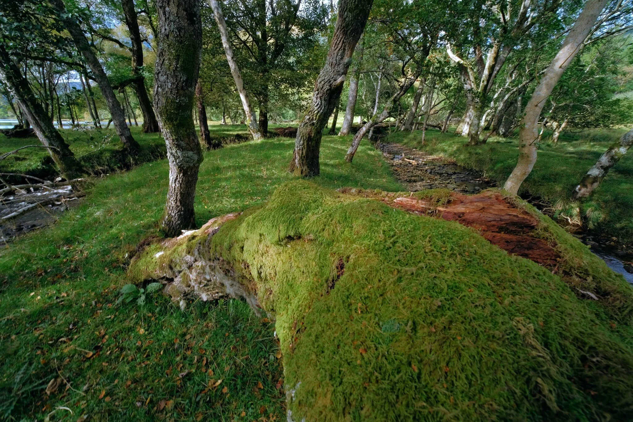  We found a spit of land south of the Buddhist Centre and went wandering into its woodlands for beautiful light and interesting trees. 