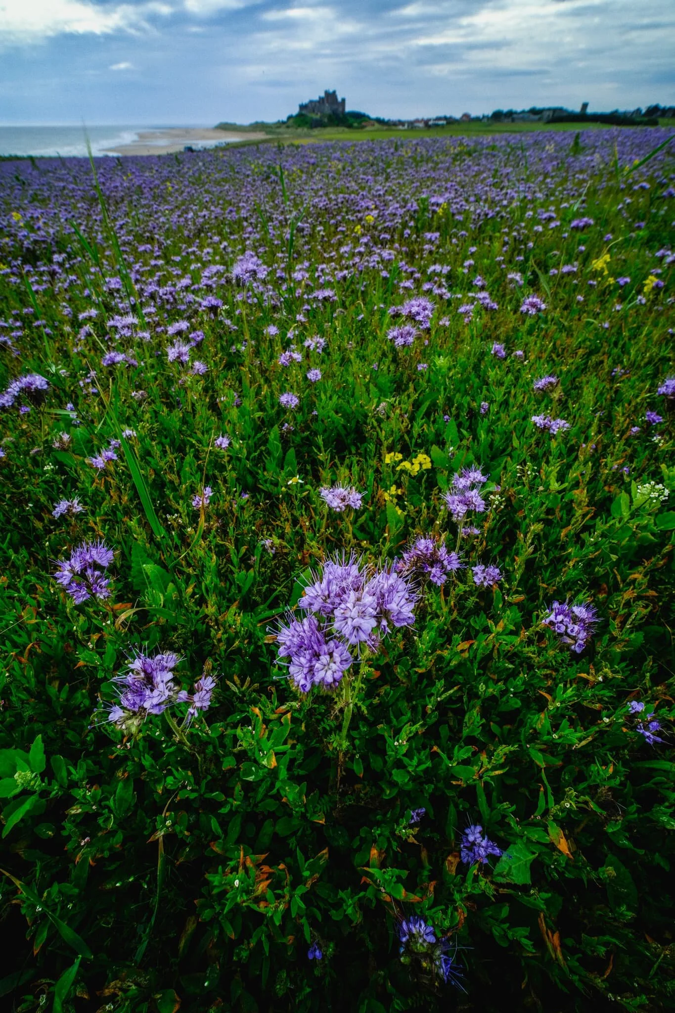  Above Harkess Rocks is Bamburgh Moor, where Lisabet alerted me to a field  full  of these beautiful flowers ( Phacelia tanacetifolia  or Purple Tansy ).  You can read about the farmers who manage this field and why they sow the flowers  here . 