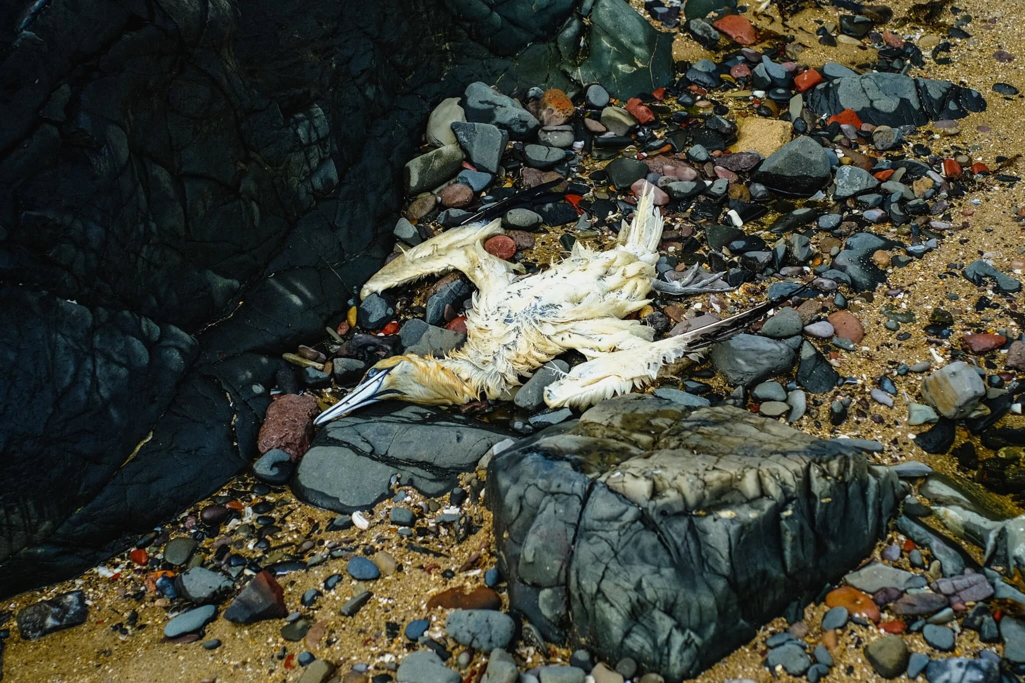  Not something I expected, or wanted, to see when clambering around Harkess Rocks on Bamburgh beach. A dead Northern Gannet ( Morus bassanus ). You tend to see these beautiful birds more around cliffs and isolated rocky islands, so I&rsquo;m not sure why this one was found near the beach. 