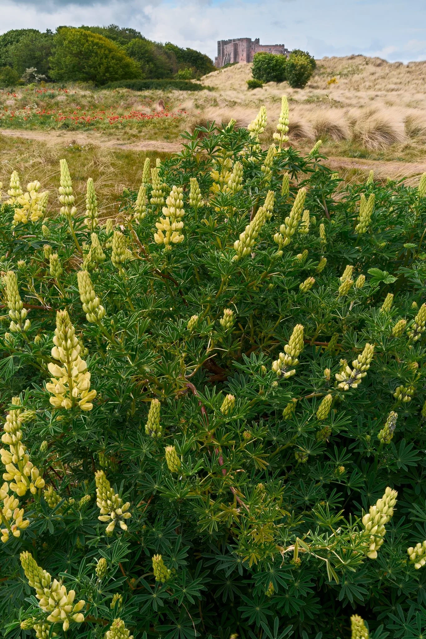 In the same area, this patch of golden lupines gave me another lovely composition towards Bamburgh Castle.