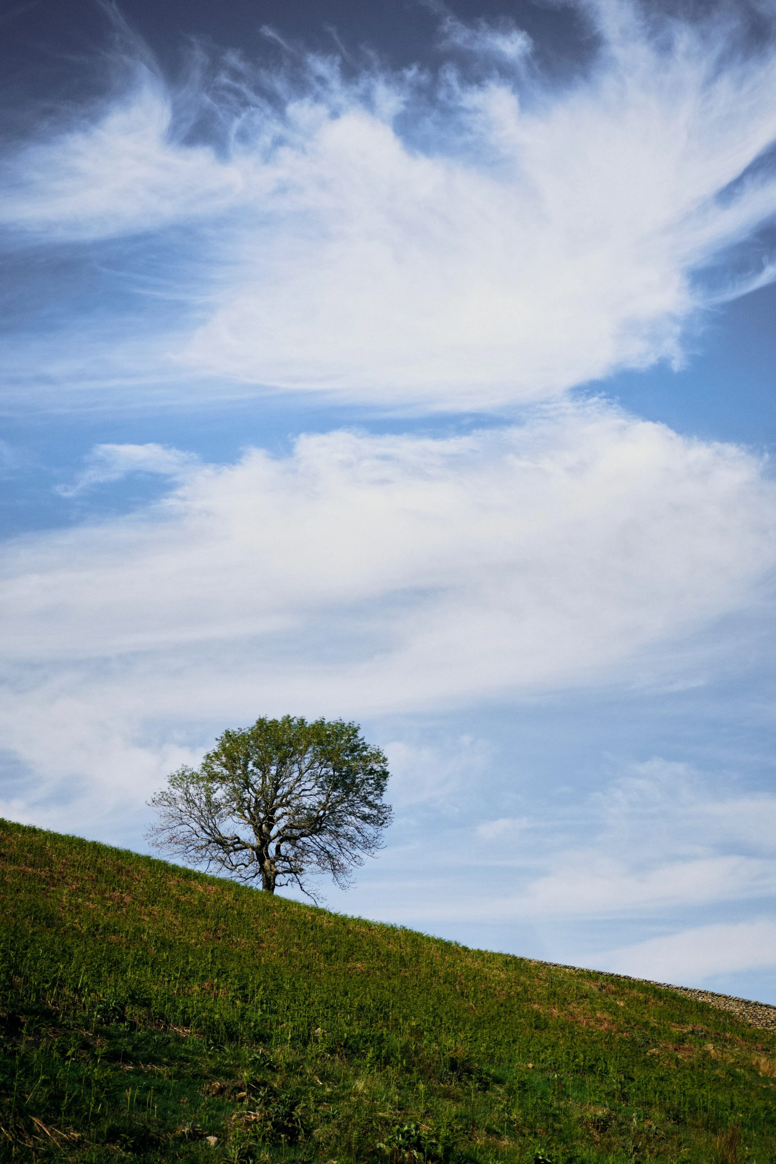 A lone tree with beautifully wispy clouds.
