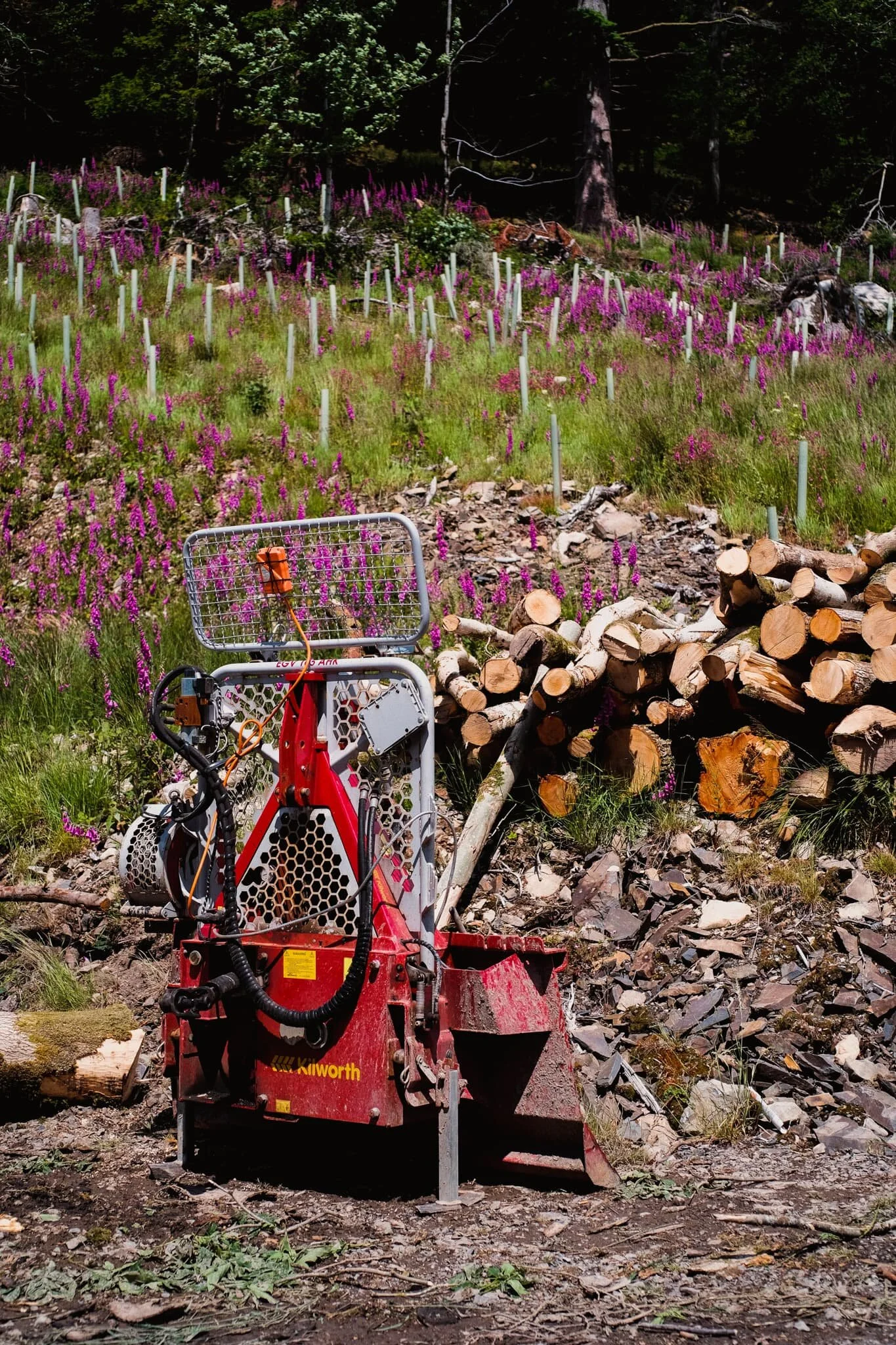 Machinery at rest is now dotted about the area of Barbondale woods. I’m sure there are pertinent reasons to cut down so many trees, but it’s still saddening.