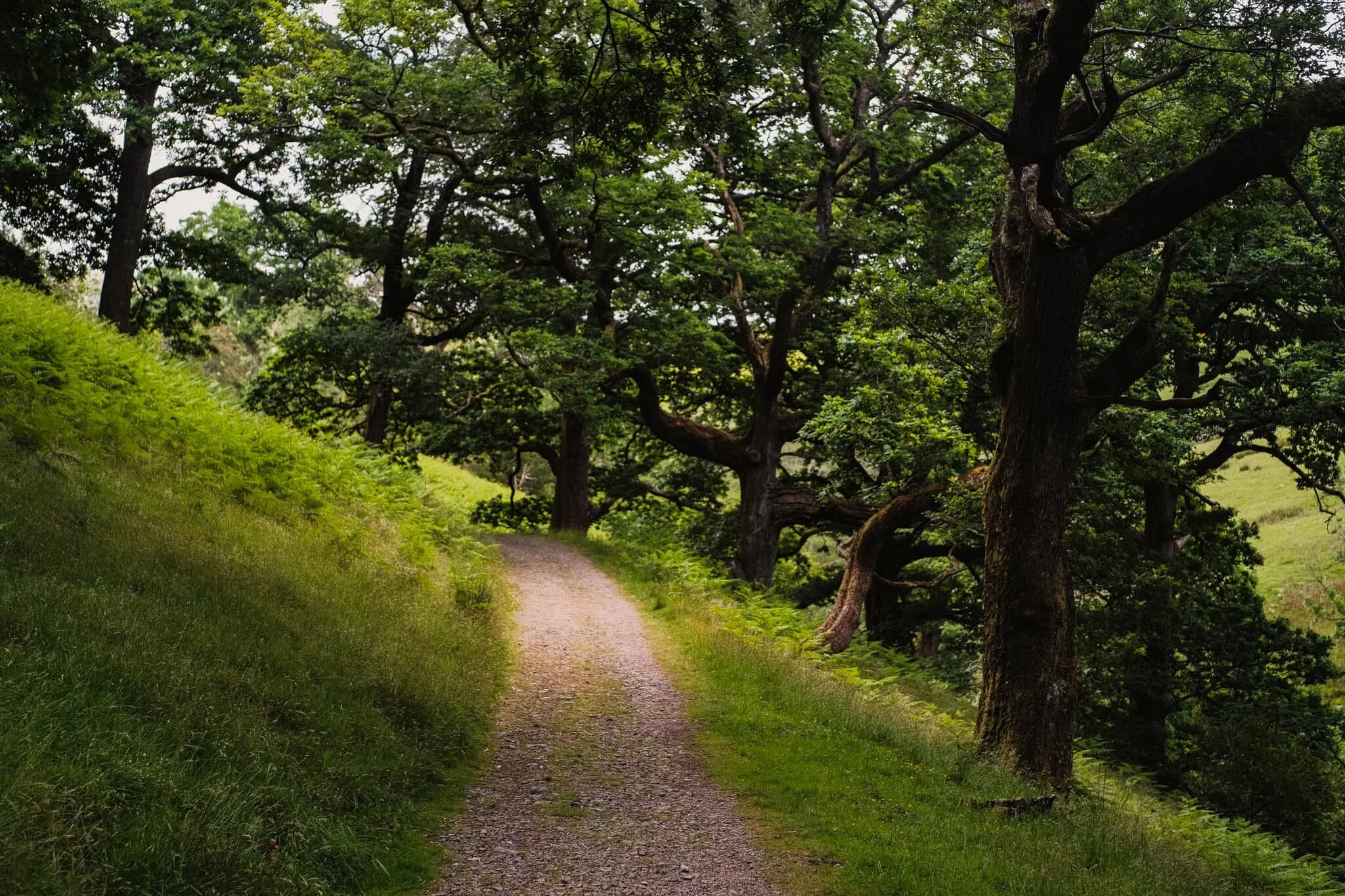 Steadily making our way towards Barbondale head and its clearing.