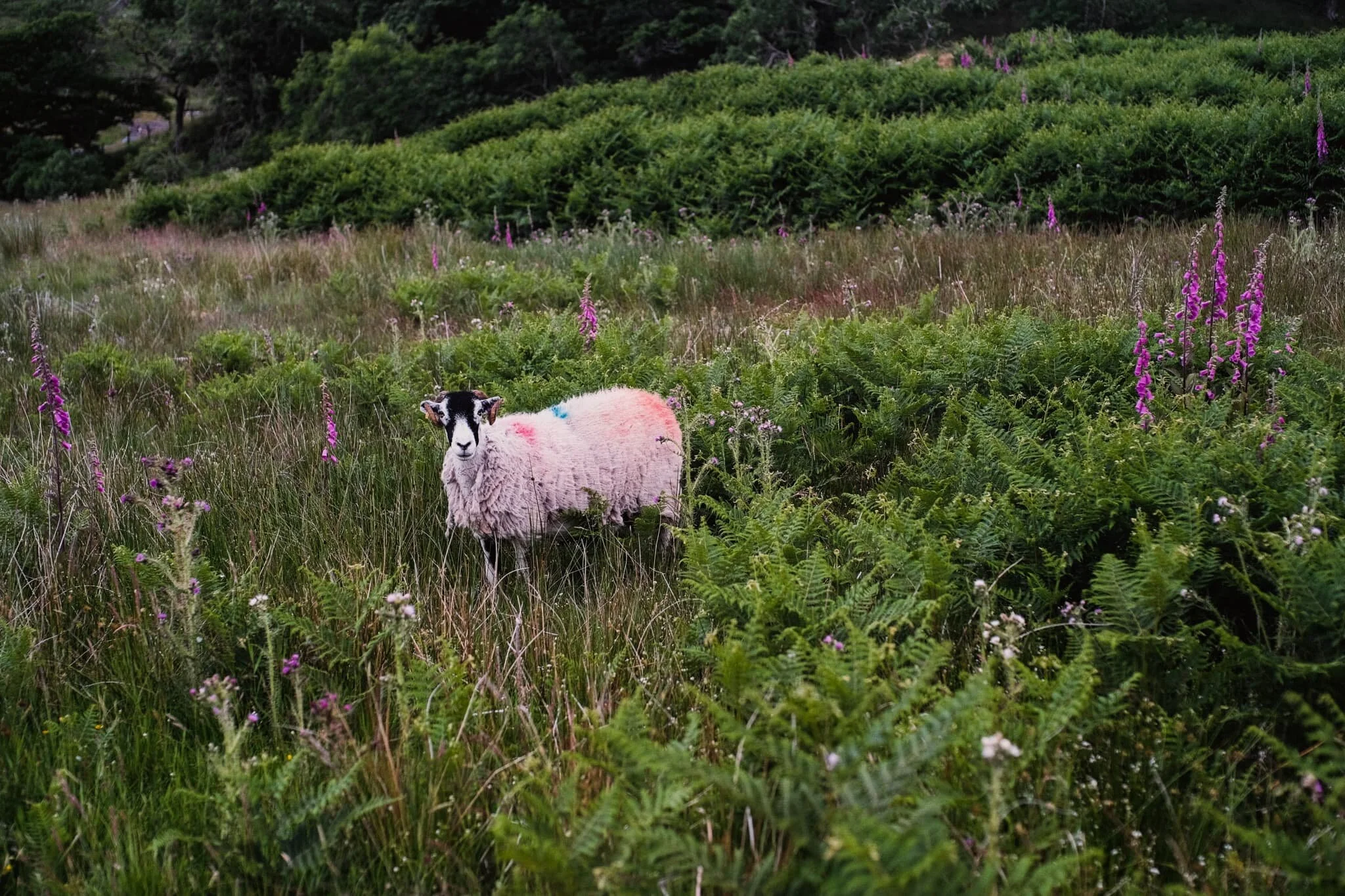 A curious Swaledale ewe pauses her meal to ensure I’m not a threat.