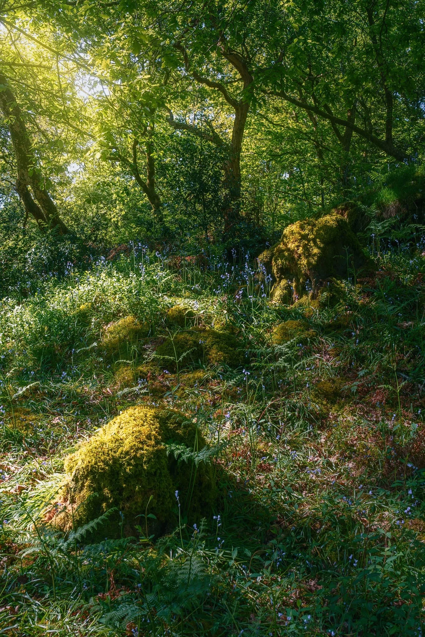  Soft woodland light highlights the limestone remnants, moss, and of course the bluebells in this delicious scene. 
