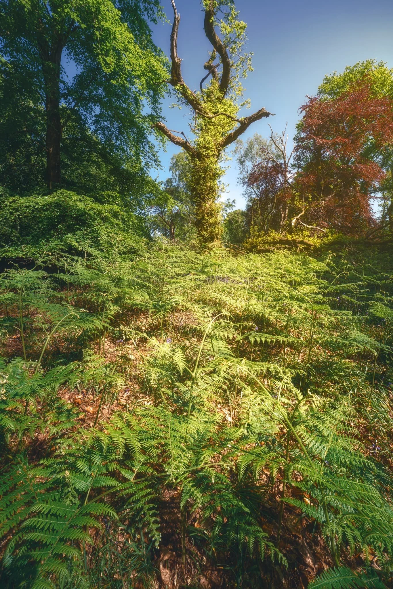  On the edge of the woods, this dead tree being consumed by vines provides an excellent subject. 