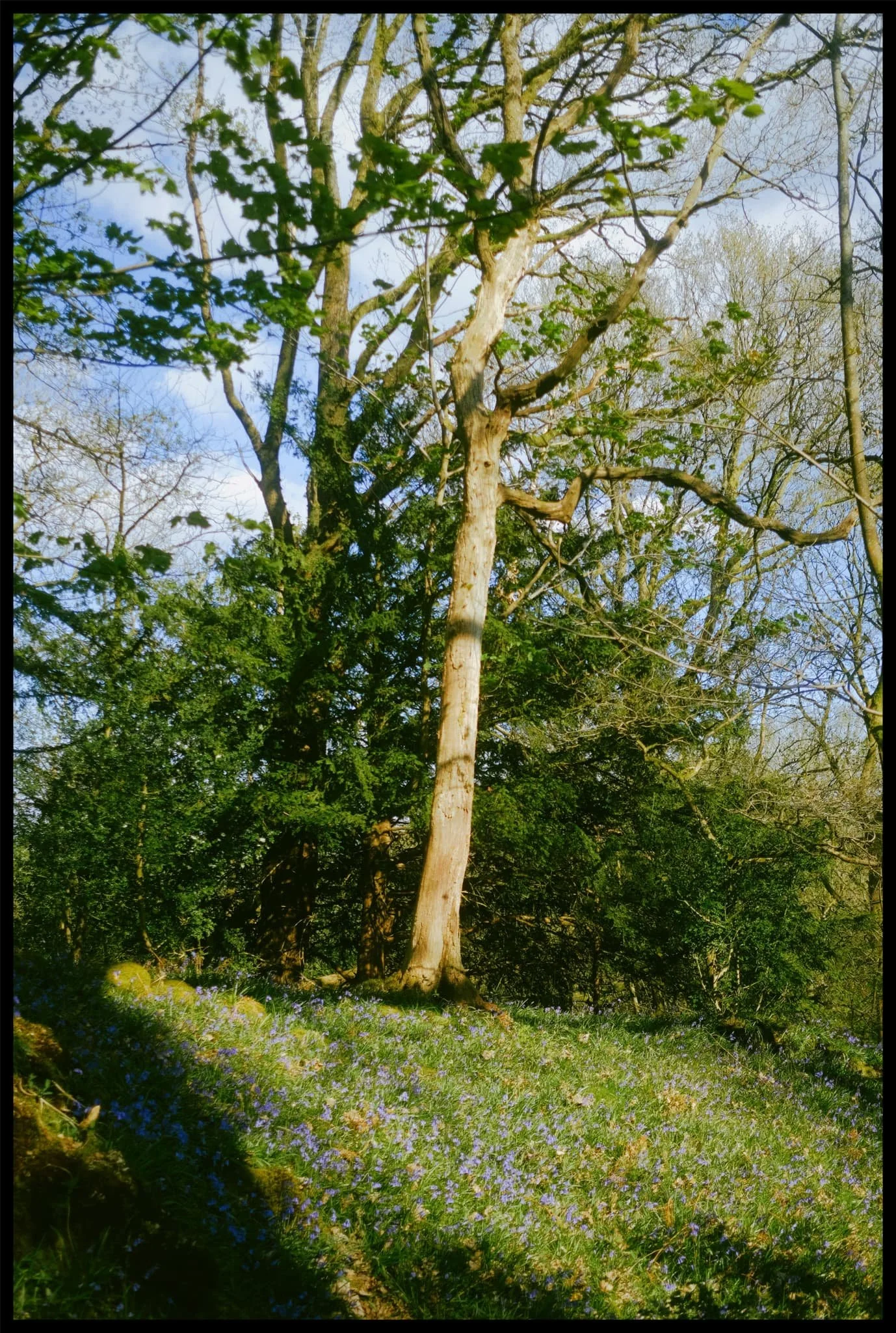  A survivor from Storm Arwen. Lots of other trees weren&rsquo;t so lucky. 