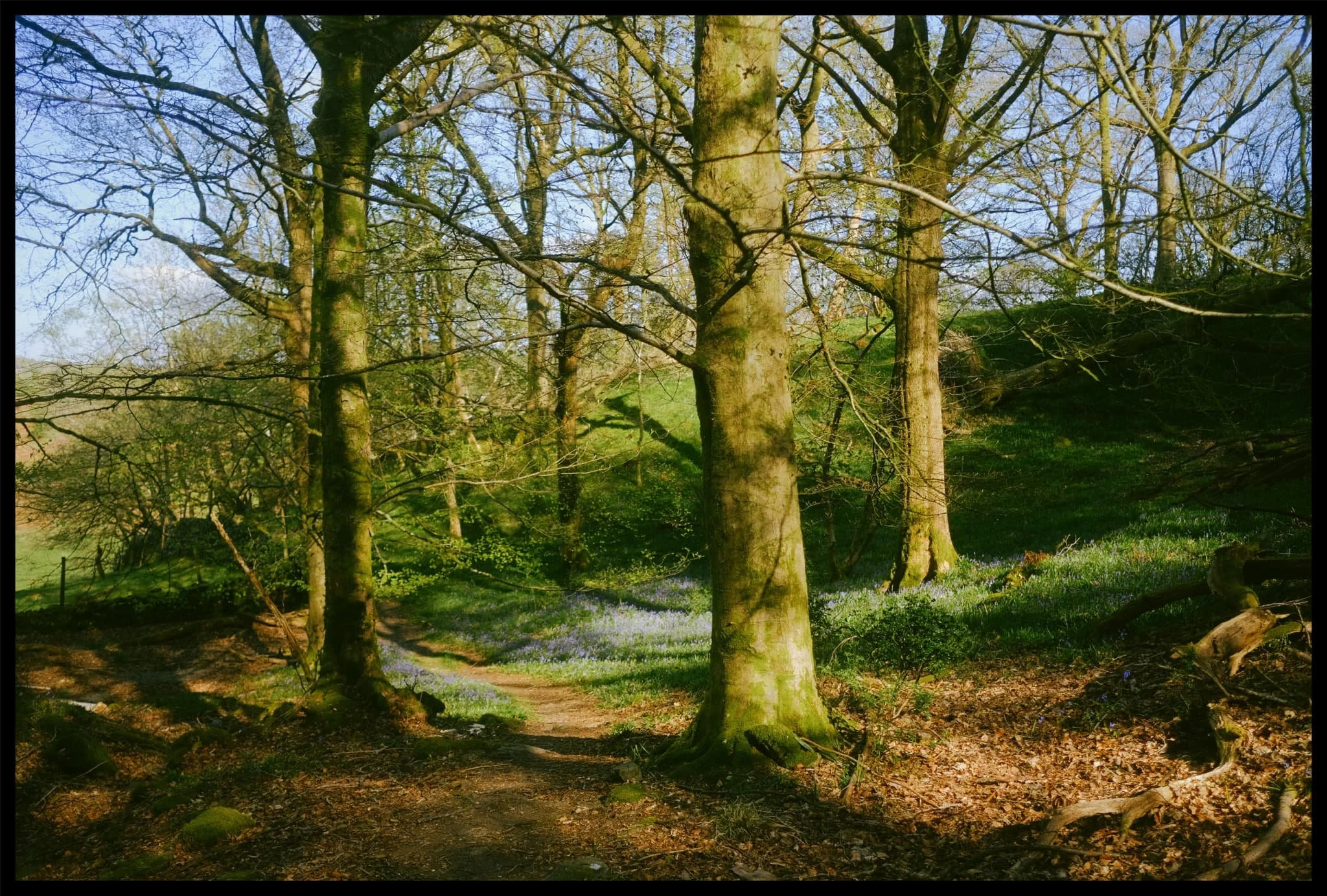  This way for more bluebells. 