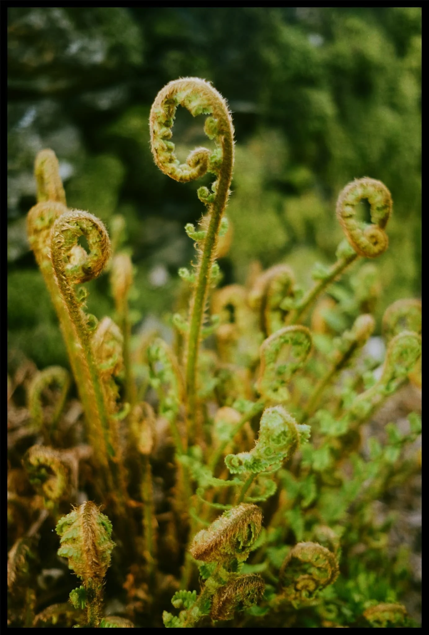  Ferns unfurling. A sign that summer is coming. 