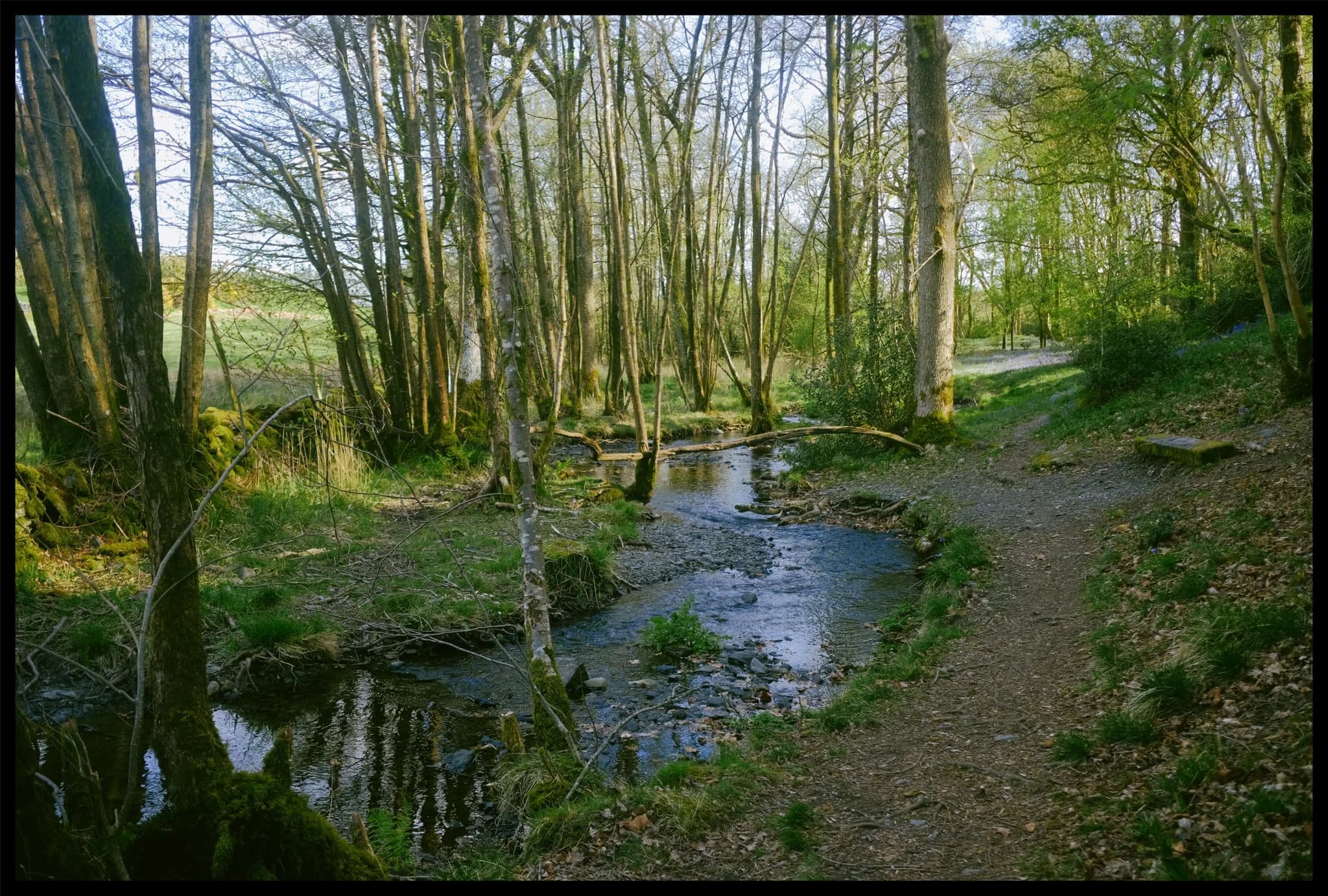  Down at the gentle beck, gurgling its way through the woodland. 