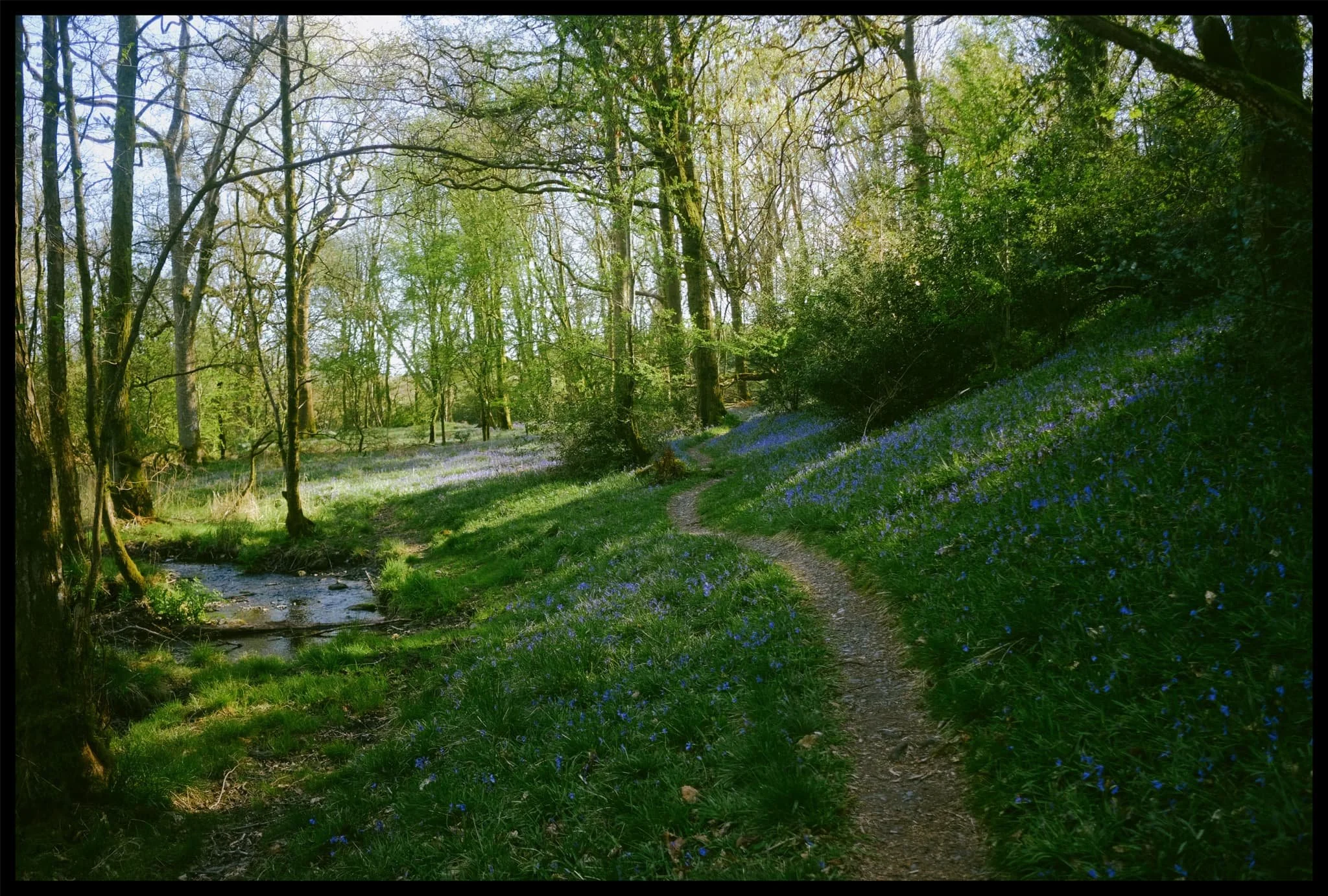  Forest bathing is a true healing salve for the soul. 