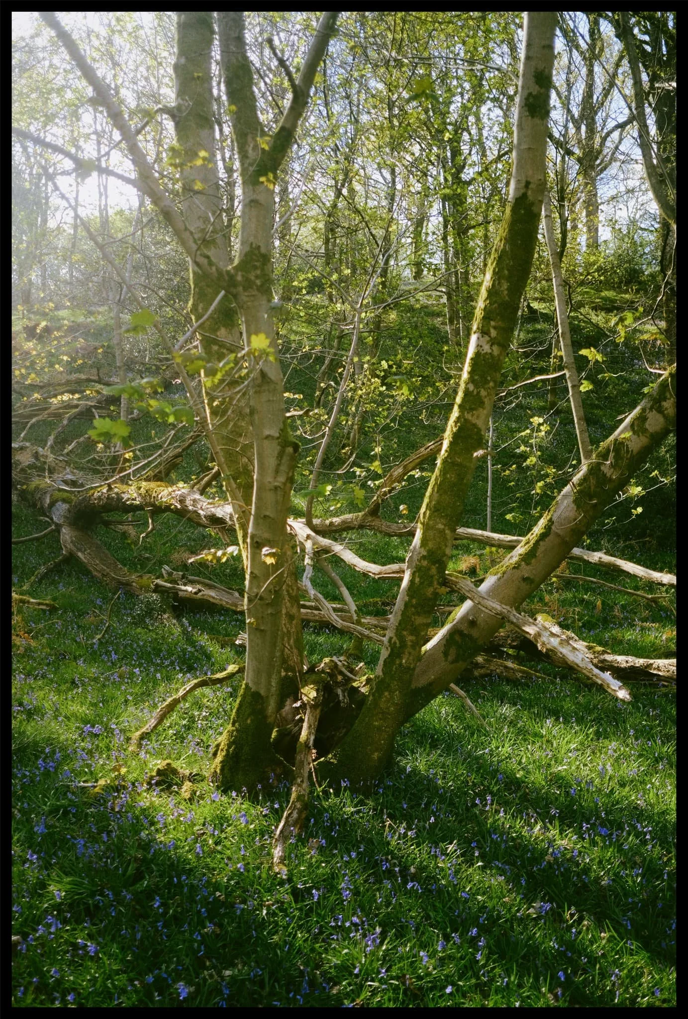  Some of the casualties from Storm Arwen. 