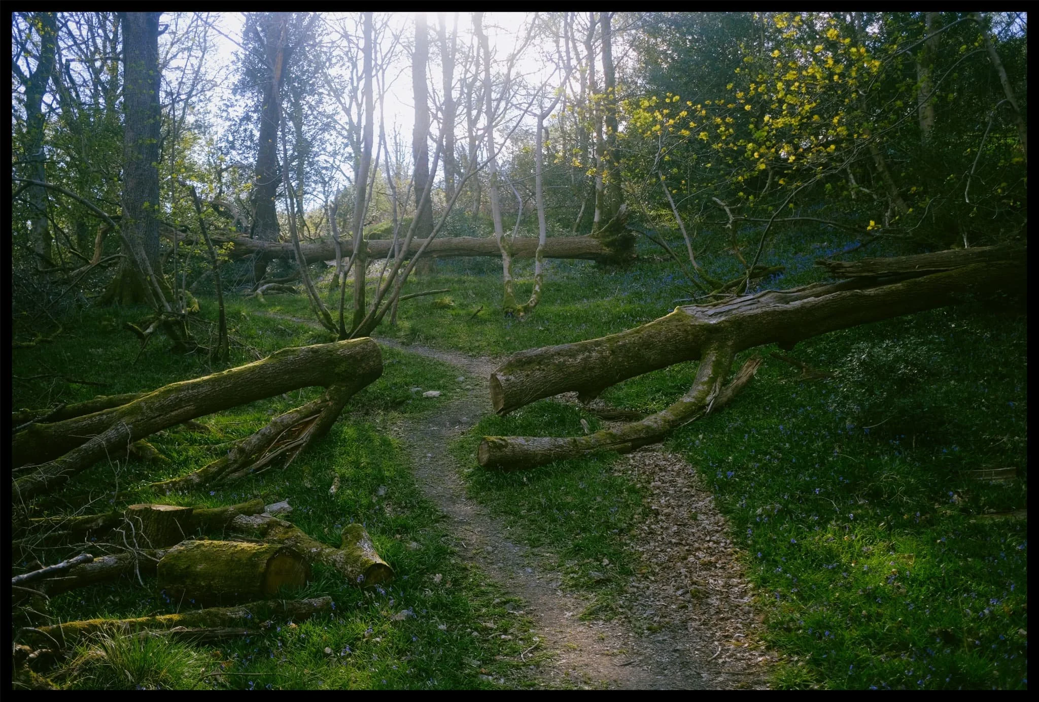  A remnant from an older storm. 