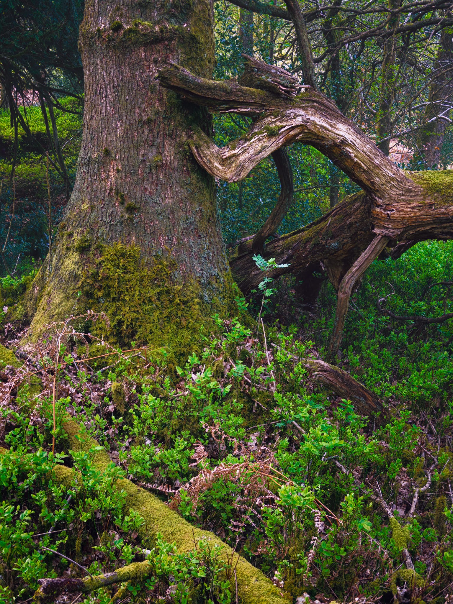 Fallen trees from storms are left to form compelling shapes and angles. A haven for the area’s wildlife, and joy for the photographer’s eye.