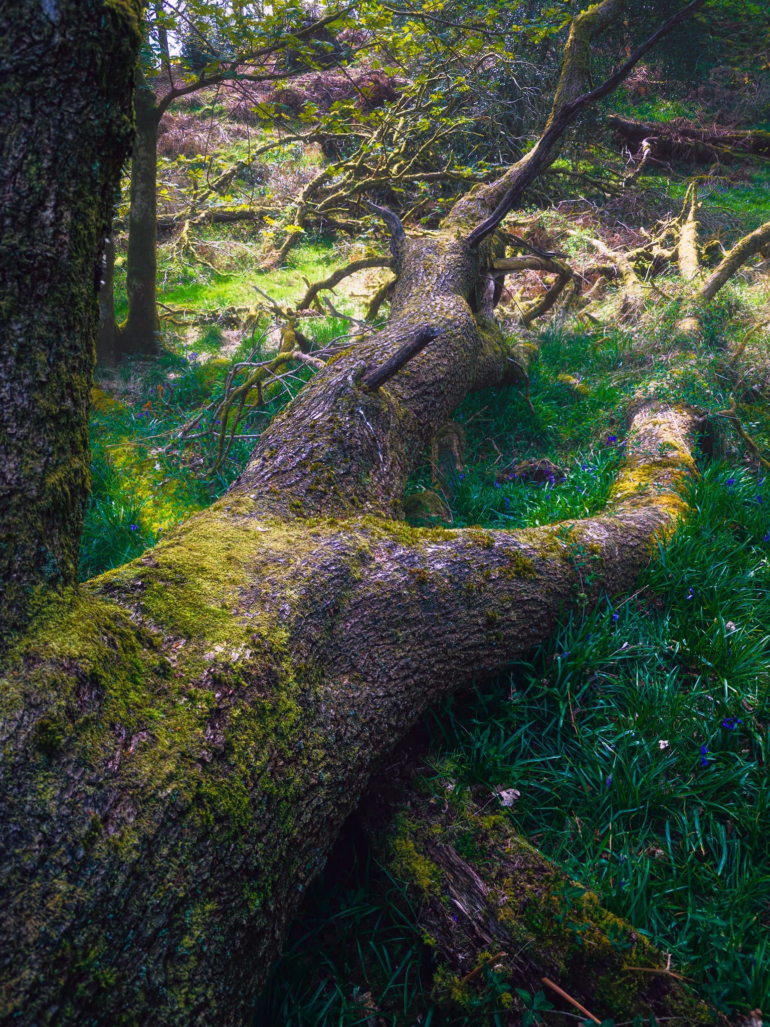 Another fallen tree makes a lovely leading line into the light breaking through the woodland canopy.