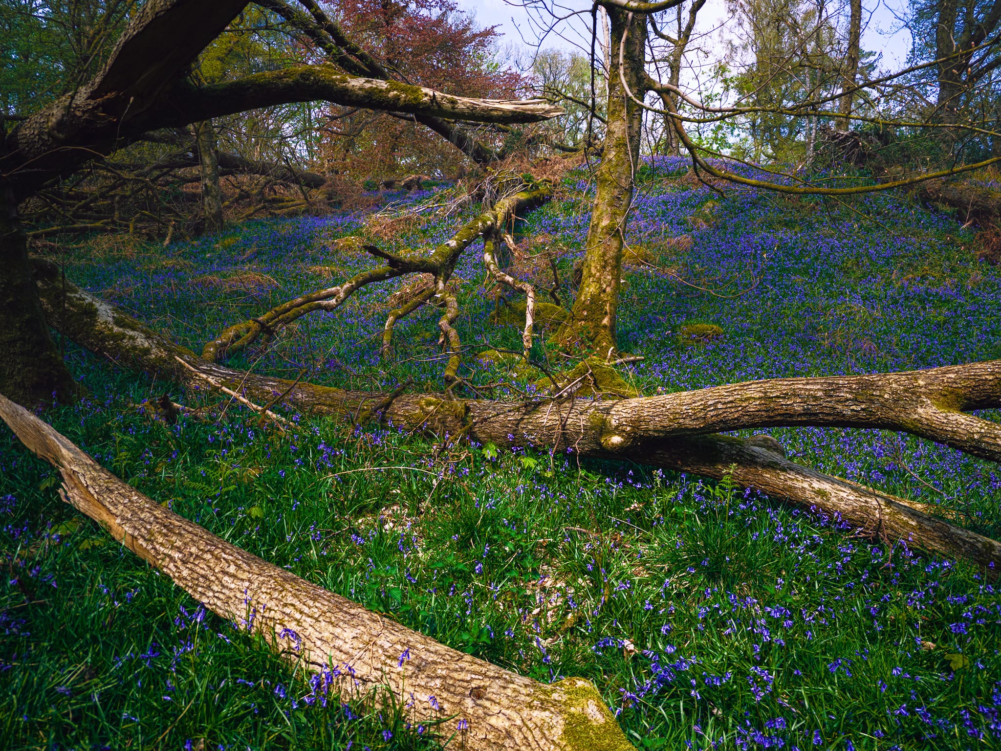 A slither of light cuts through the canopy, illuminating this scene where trees — dead and alive — are slowly swallowed by a floor of bluebells.