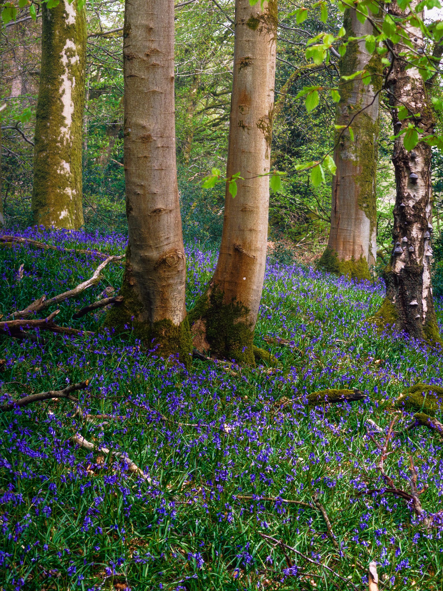 Soft light and shadow pulls out the contouring of these twin trees, with branches daring to poke out from the carpet of bluebells.