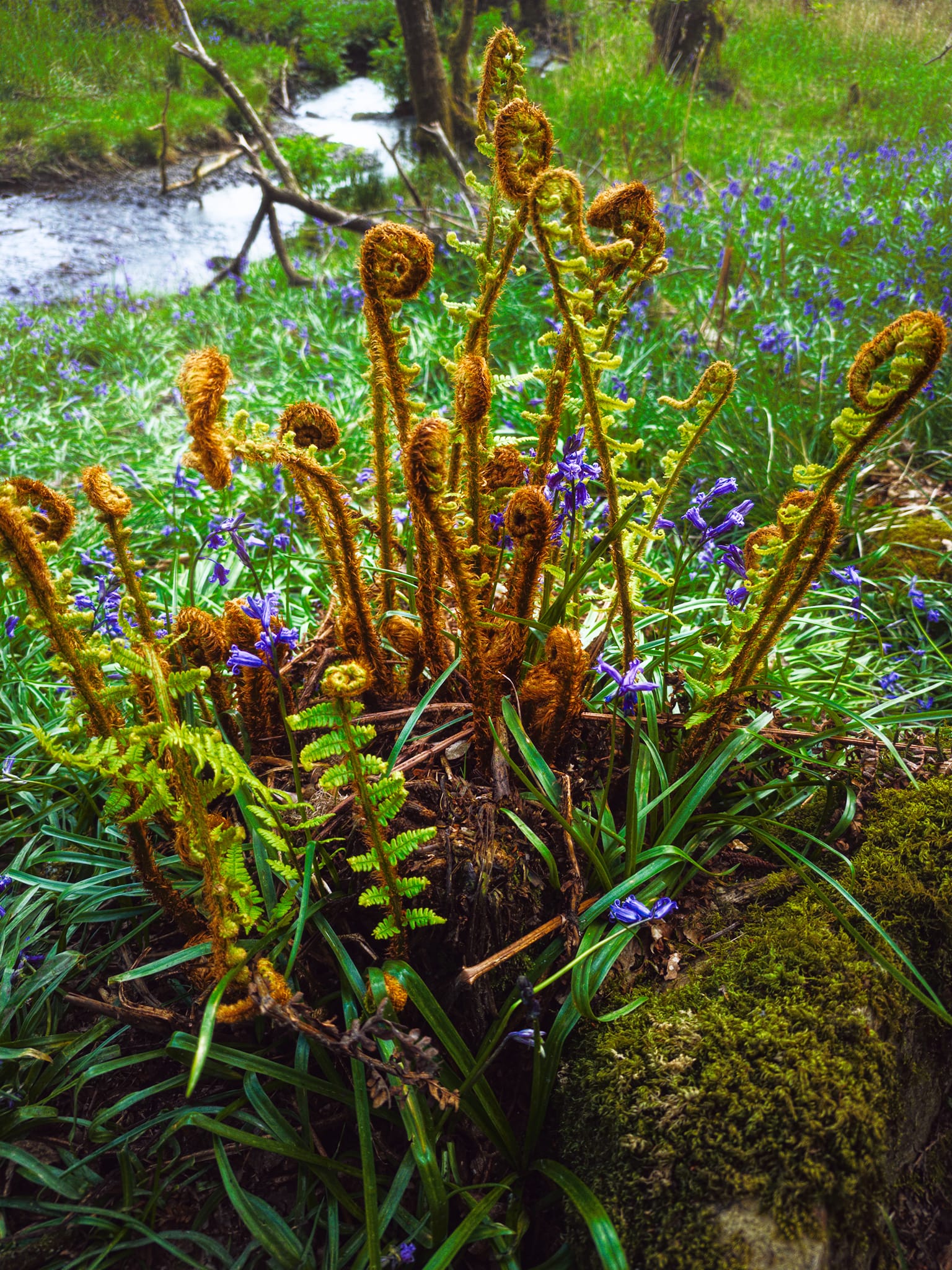 That wonderful period in spring where ferns start to grow and “unspool”.