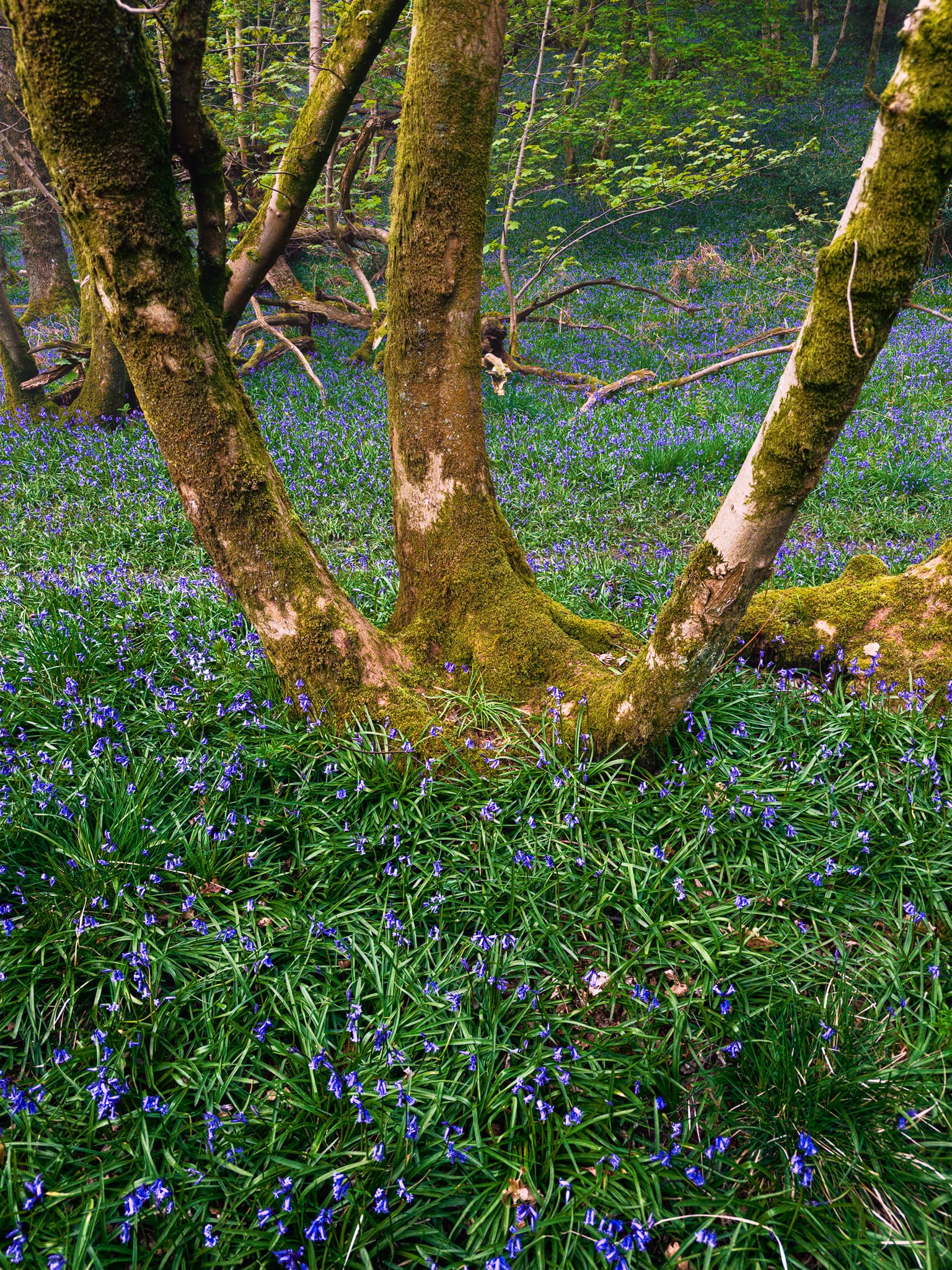 One root system, a triplet of trunks. Here, the carpet of bluebells grows ever more dense.