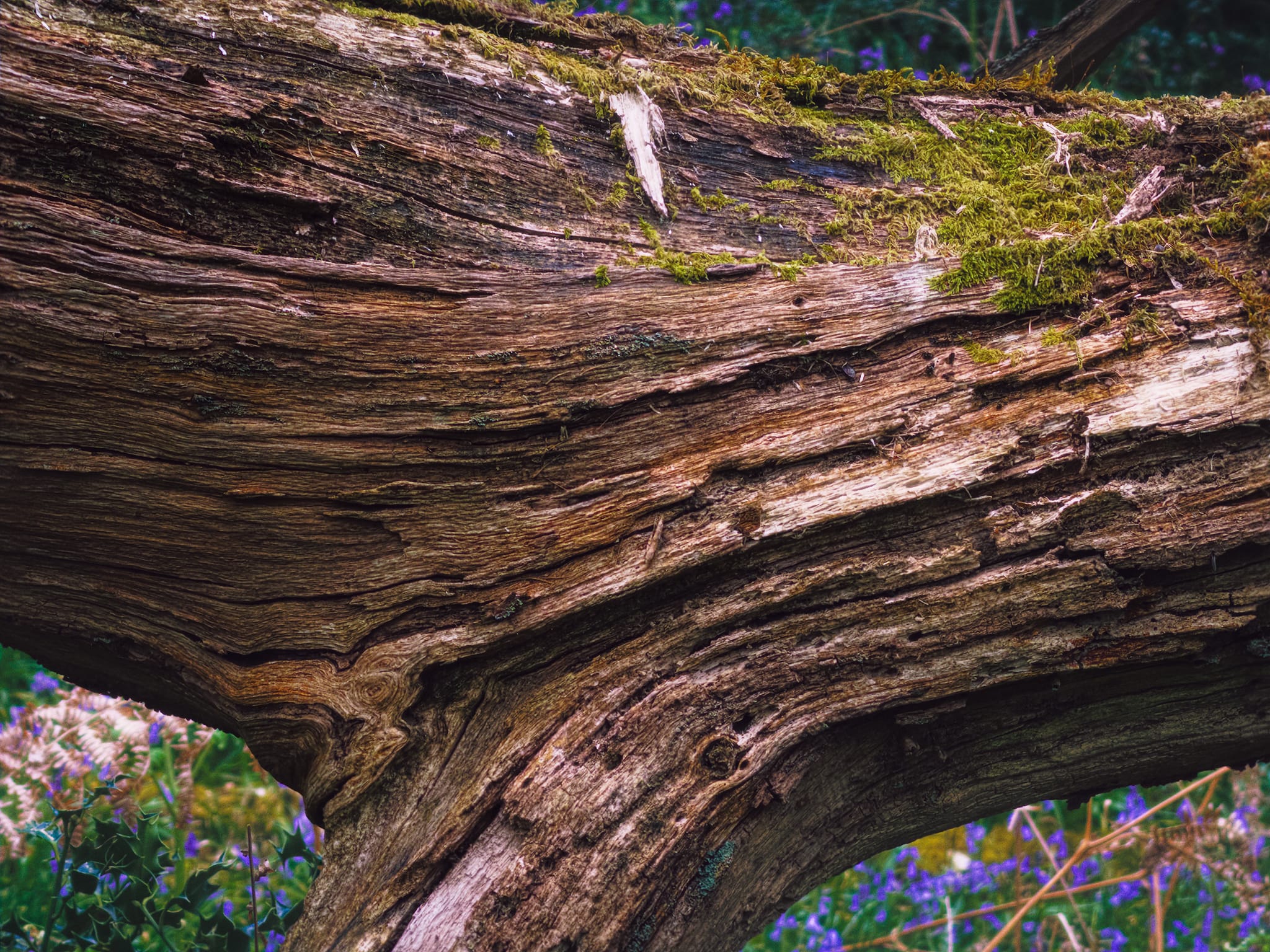 Using the 8x lens on the iPhone to really crop in tight on the beautiful light and textures on this fallen tree.