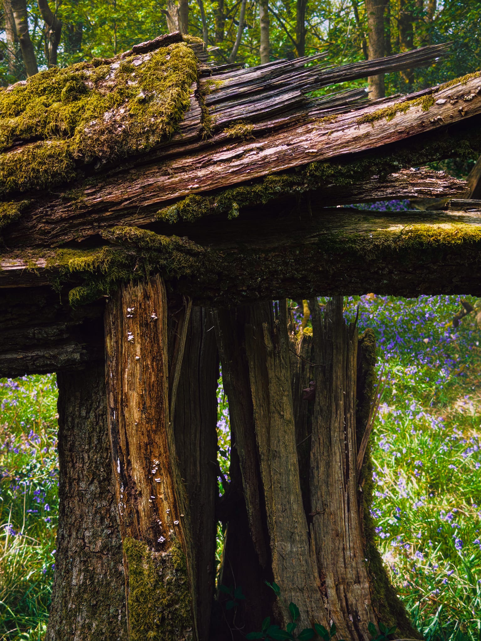 Another dead tree provides an intriguing composition for me and nutrients for its resident fungi.