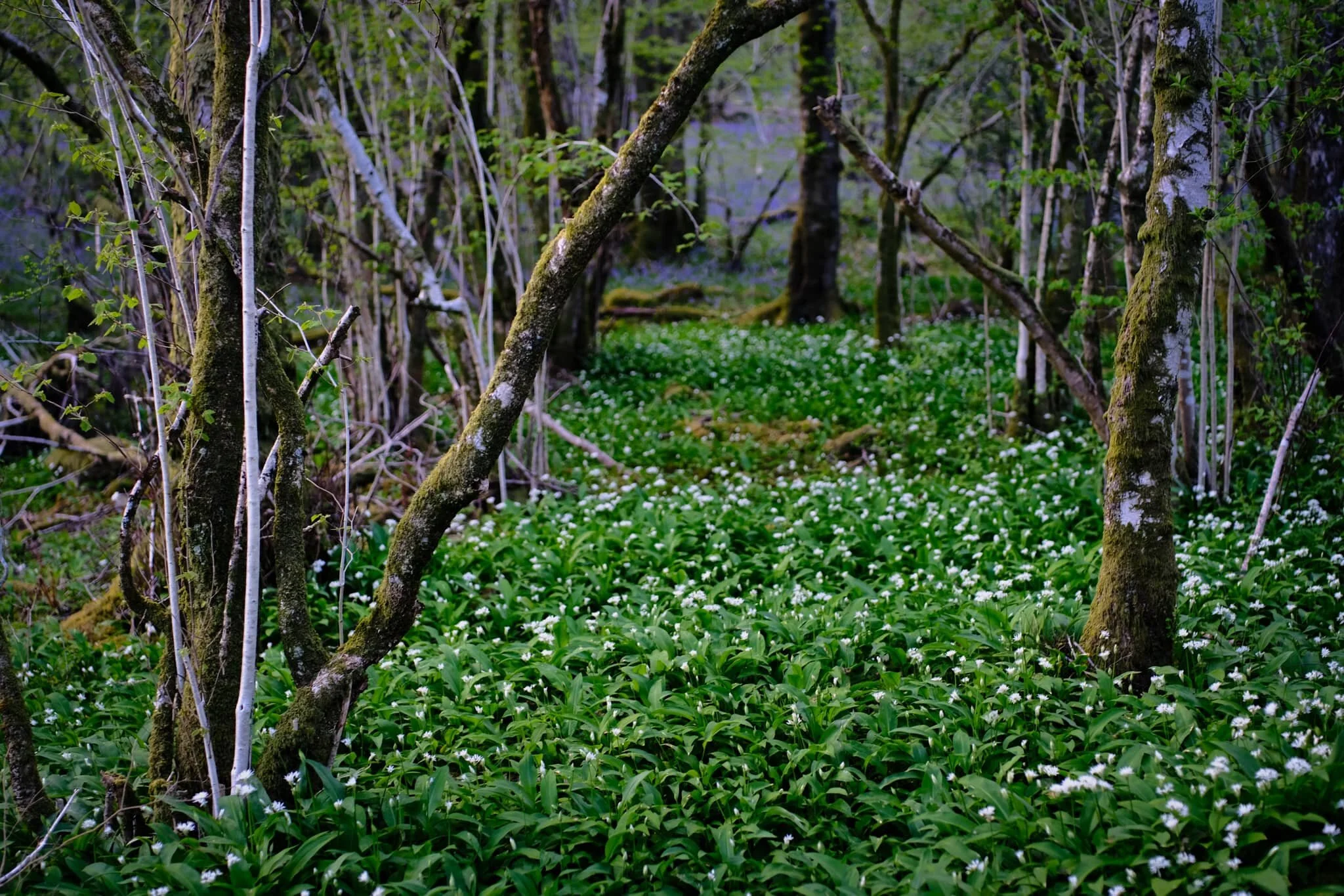  Another nearby woodland showed that, finally, wild garlic and its delicate white flowers were starting to bloom. 