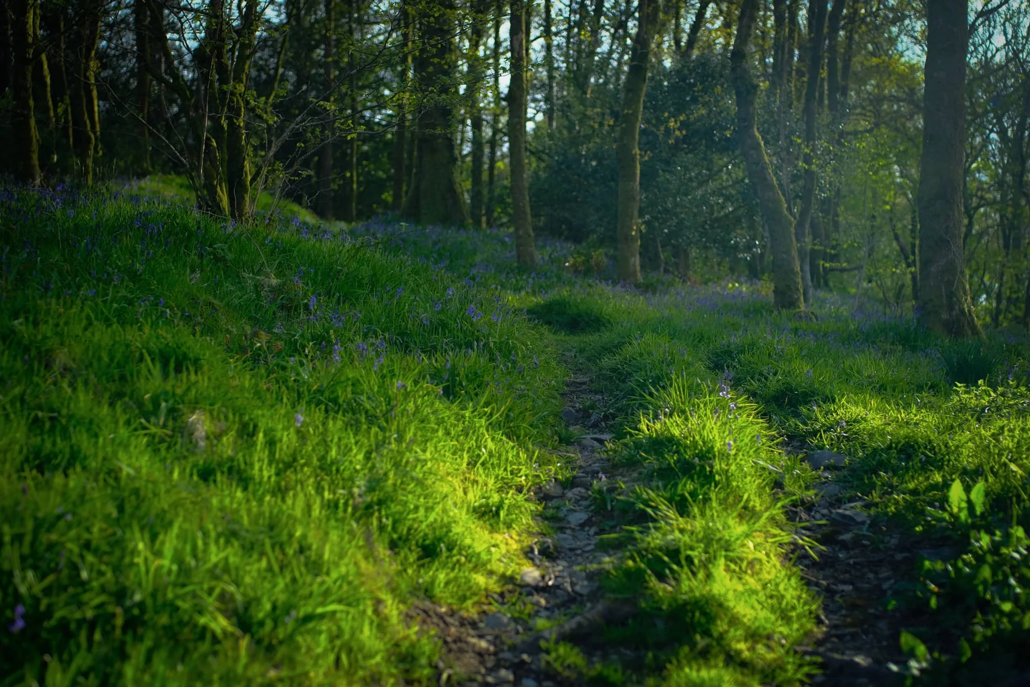  Approaching Cowan Head, the light really starts to get golden. 