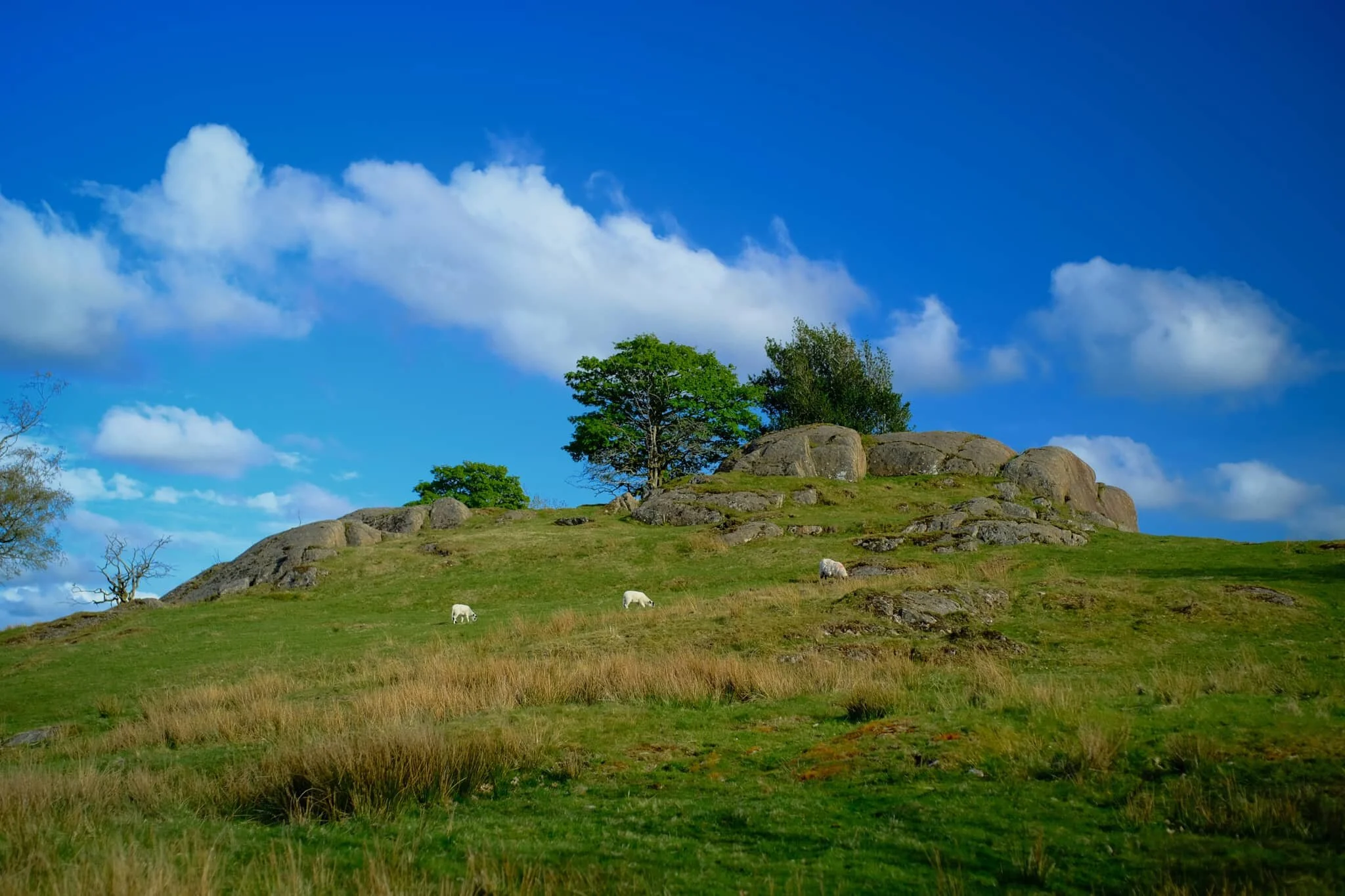  A true spring Lakeland scene: this year&rsquo;s lambs grazing underneath some crags on a hill. 