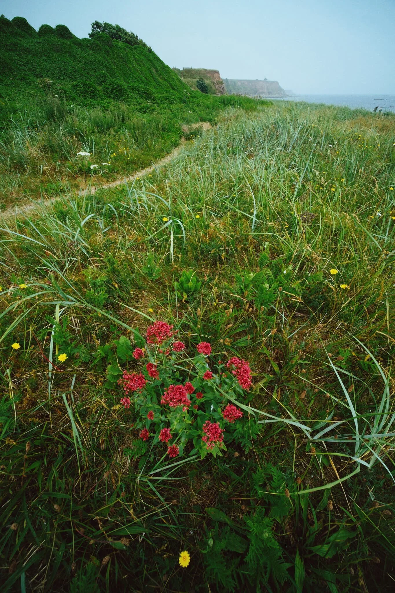  A lovely clump of Red Valerian amongst the reeds and sand dunes,  Centranthus ruber . 