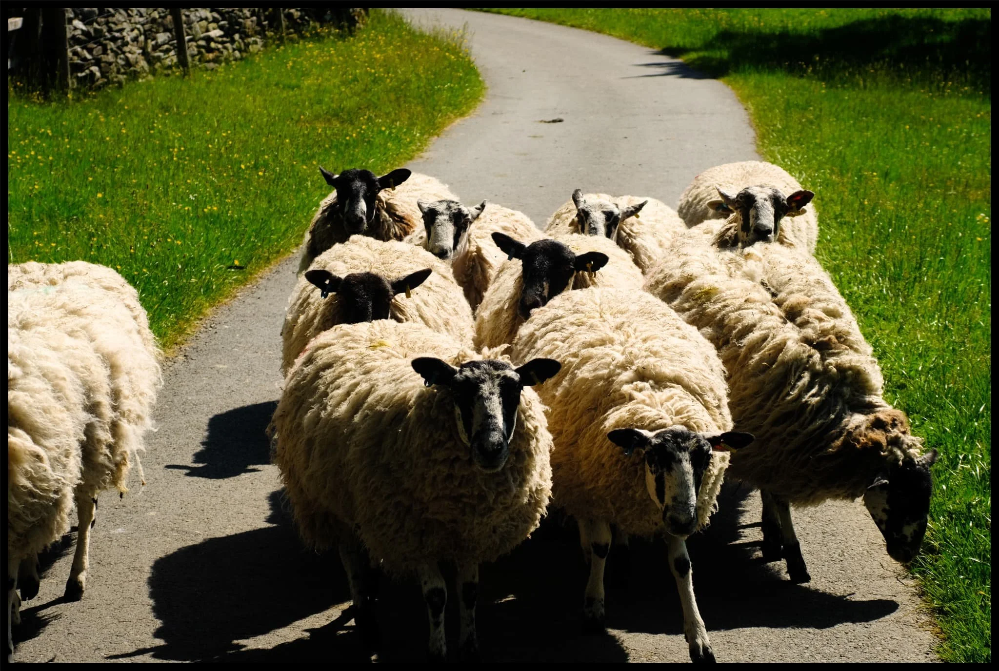  As I was passing through Bowderdale village I could hear some scuffling on the road behind me. I was being followed by a small flock of sheep! I wonder if they were mistaking me for a local farmer or shepherd? 