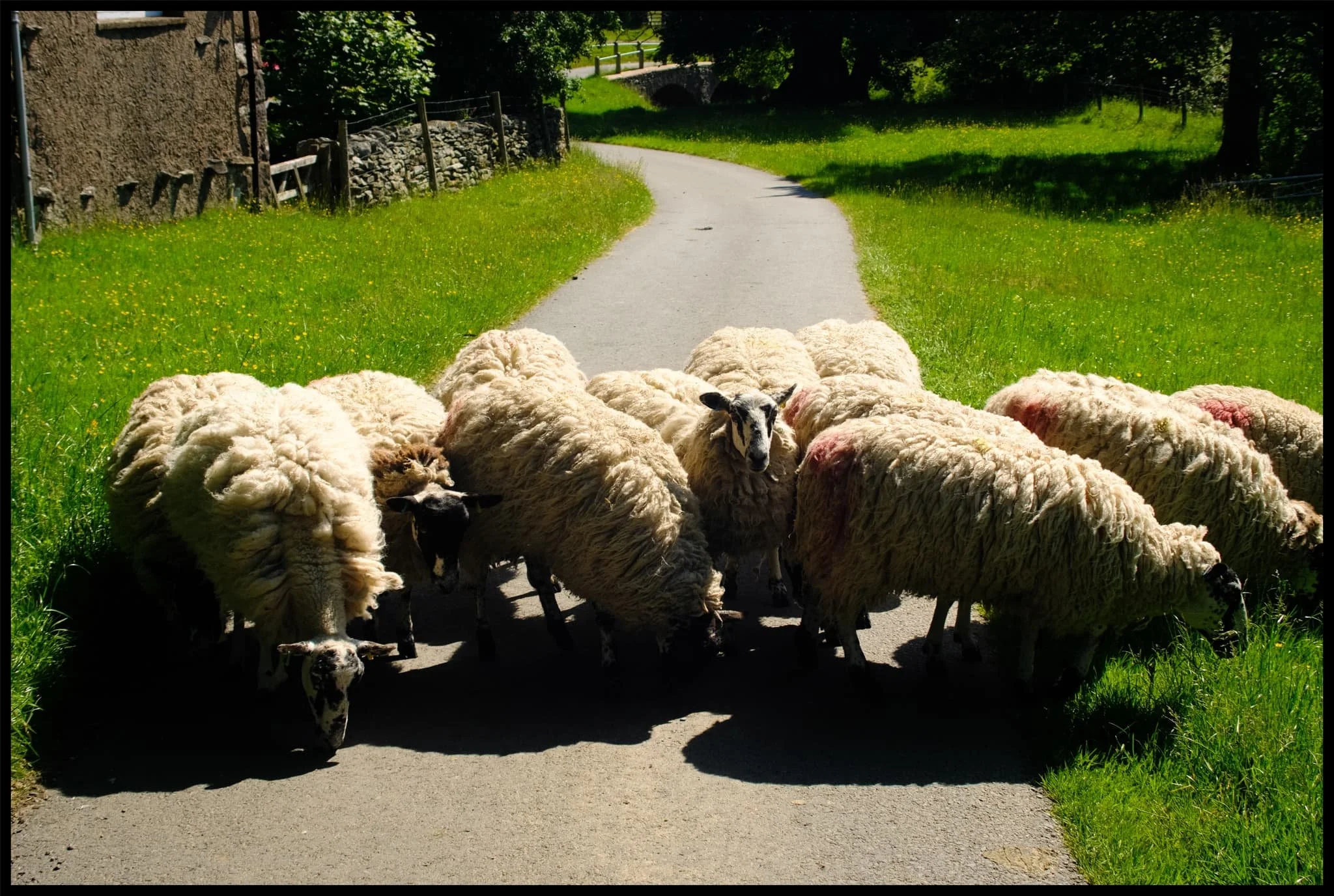  It felt like I was playing a game of Grandma&rsquo;s Footsteps/Red Light, Green Light/Statues with the sheep. I would turn to look at them, and they&rsquo;d stop and suddenly find the grass very interesting. 