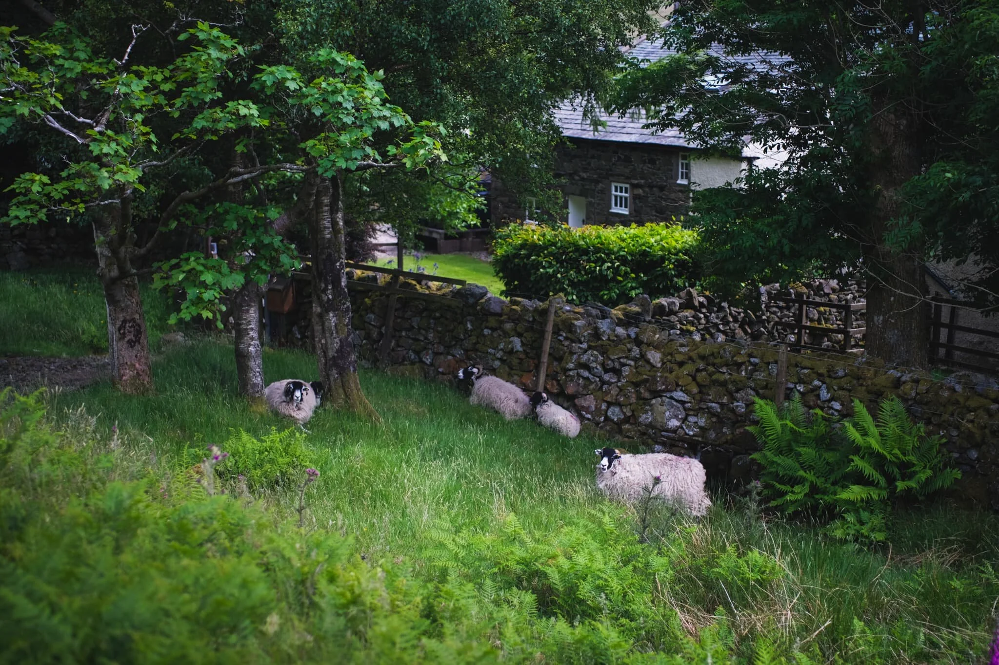 Swaledales were being smart and sought shelter from the sun underneath the trees and in the shade of the drystone walls. They look about ready for a good clipping (shearing).