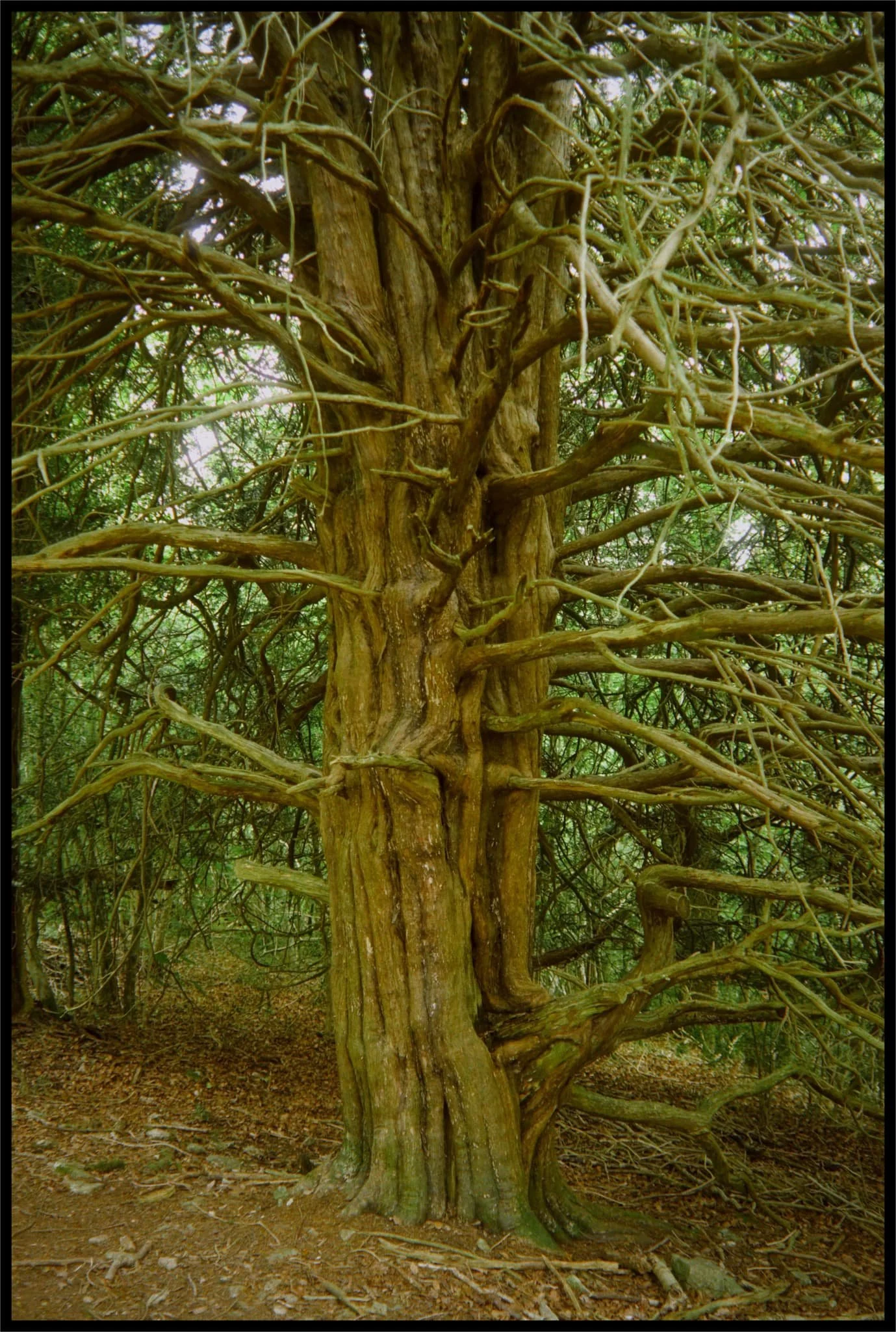  Look at this old yew tree with its &ldquo;ligaments&rdquo; and textures. Isn&rsquo;t it magnificent? 