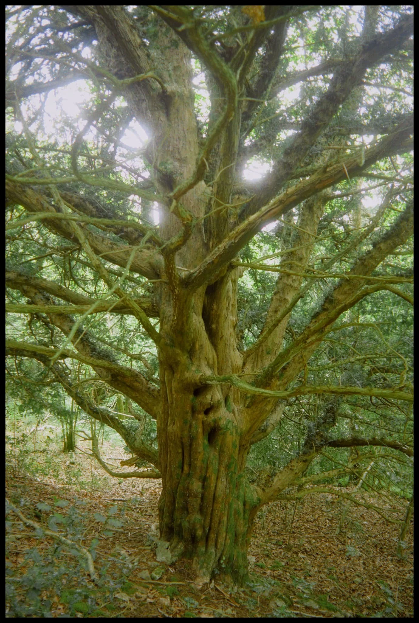  Another old yew, found further into the woodland. 