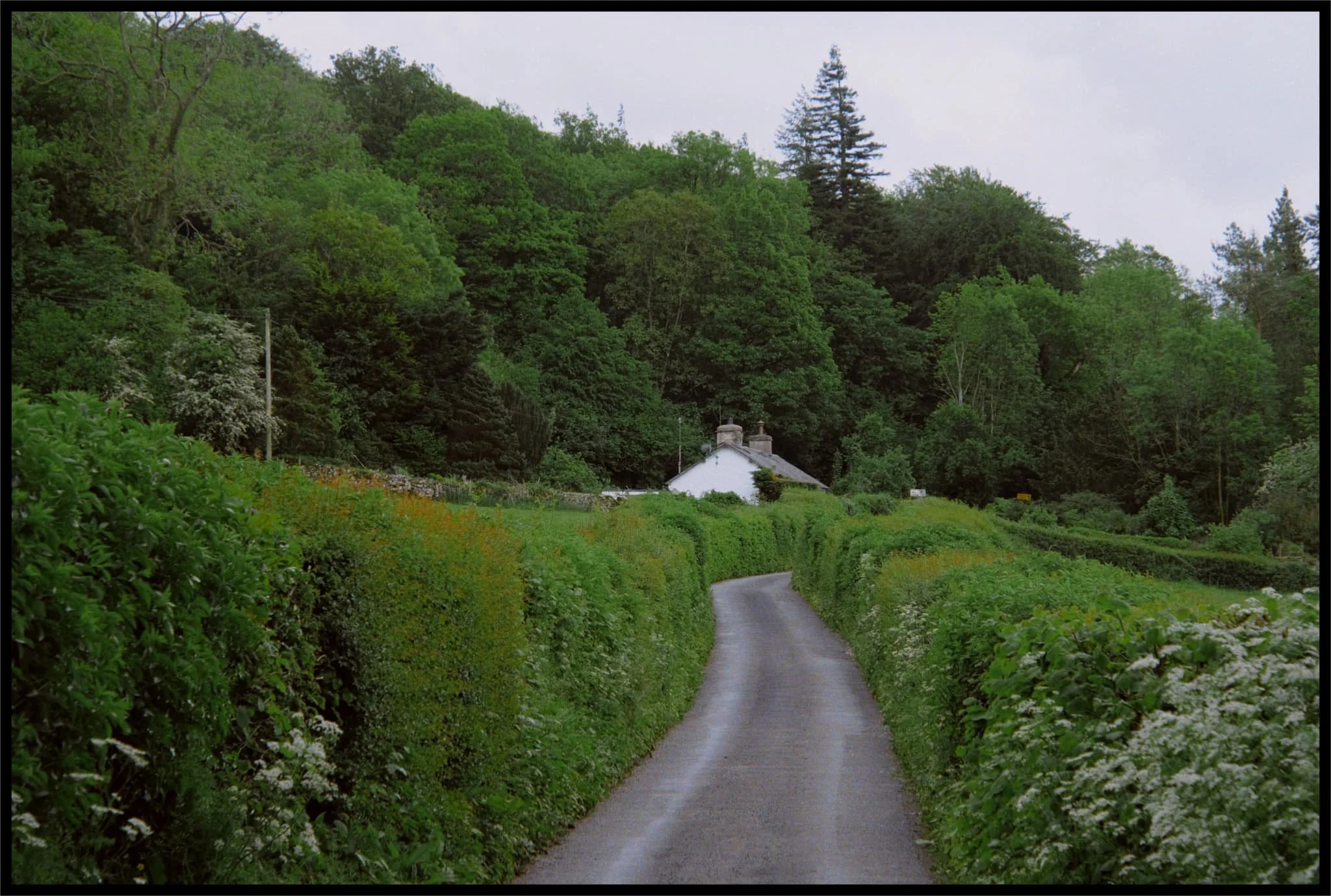  After carefully navigating through some young cows and bullocks, we returned to Park End Lane. The gardener&rsquo;s cottage here, cosily nestled in the woods of Brigsteer. 