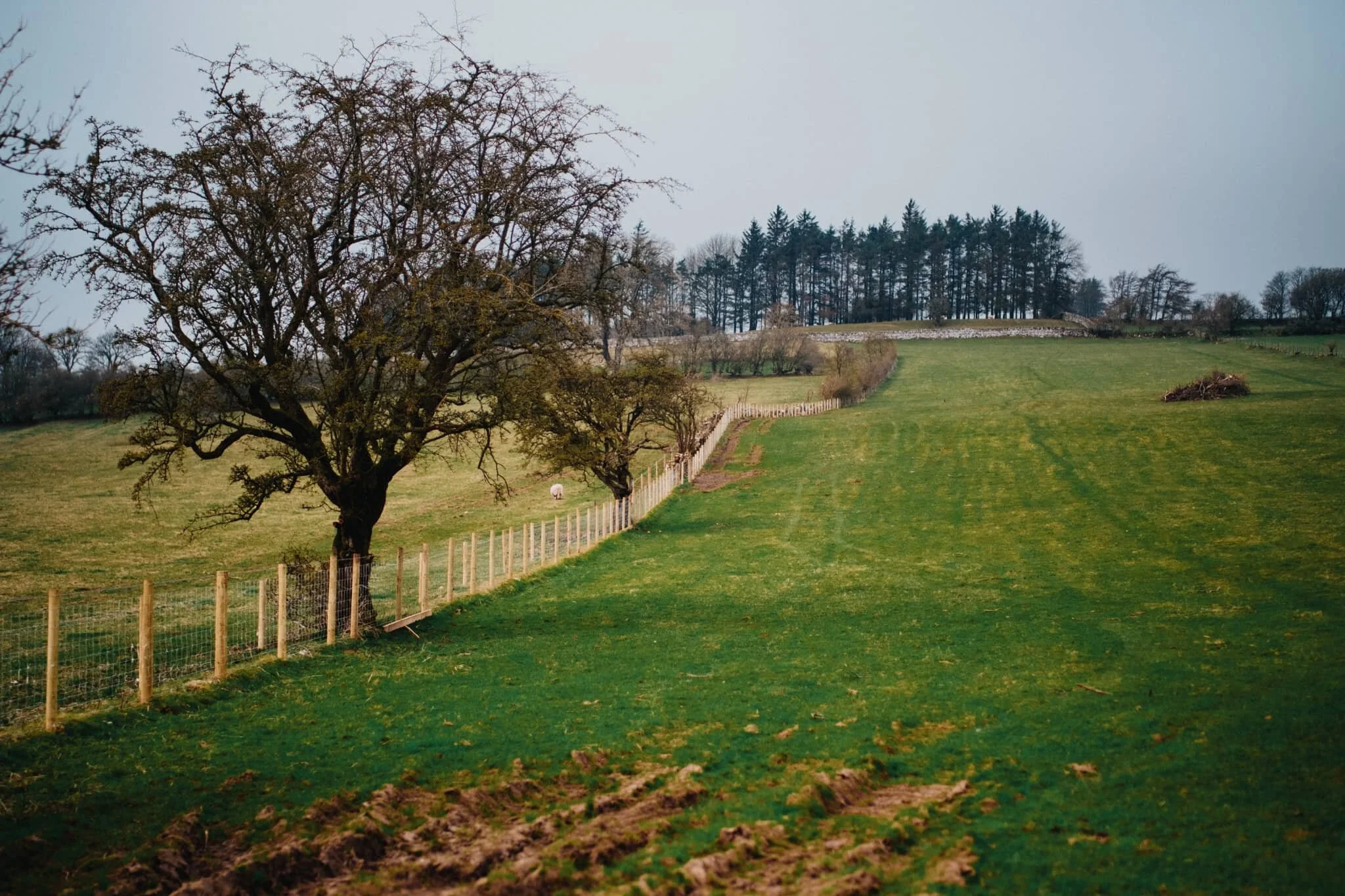  The rolling fields around Caldbeck. 