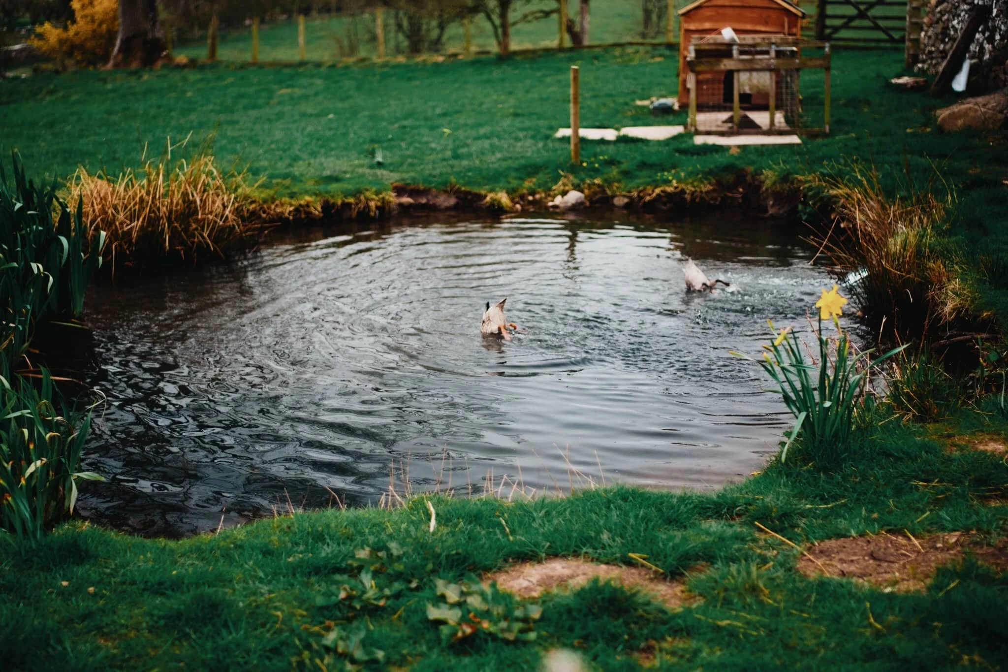  Back near the village green I snapped this quick shot of a couple of ducks diving in a pond. They don&rsquo;t half look funny. 